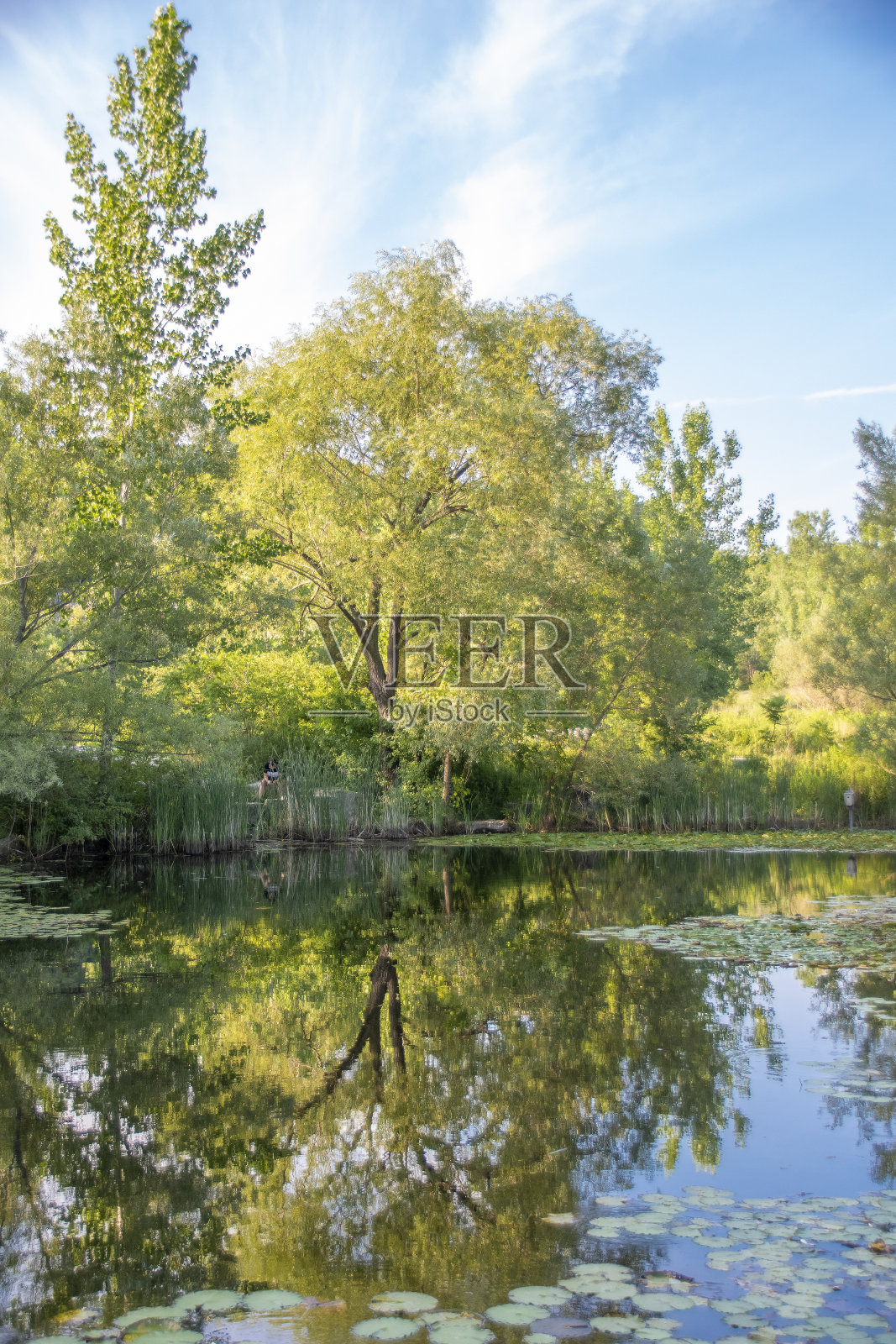 池塘里的树照片摄影图片