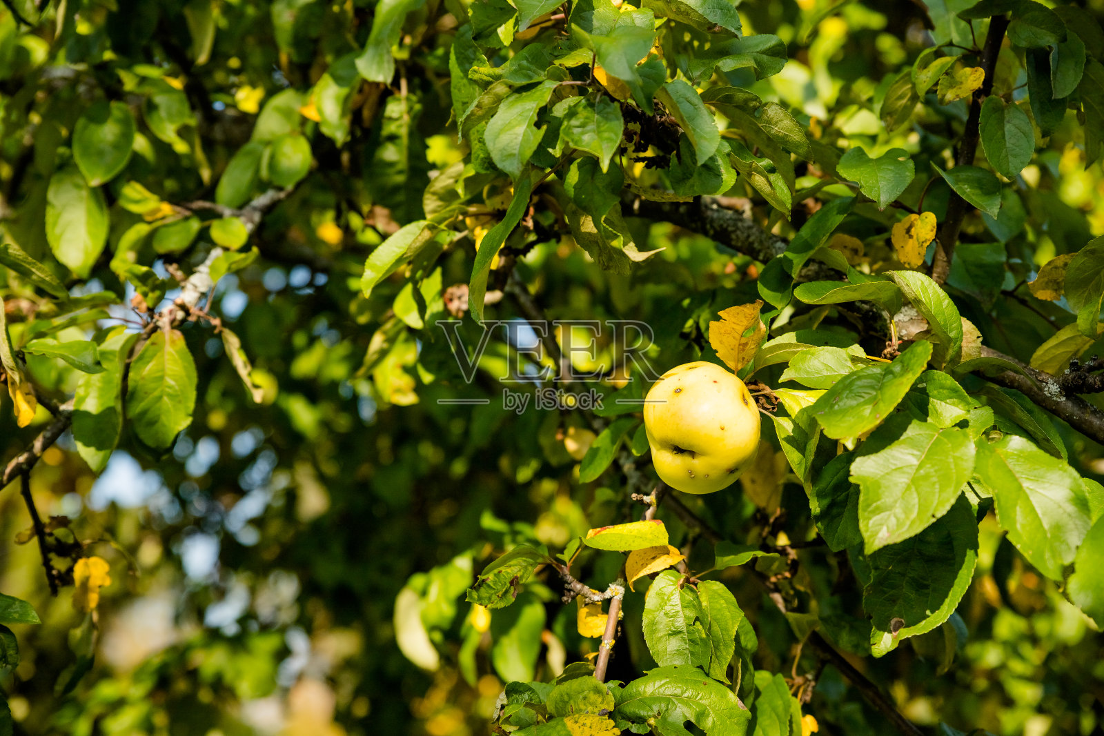 五颜六色的户外照片，树枝上挂着一串绿色的苹果。收获季节果园。摘苹果。收获和处理有机水果。照片摄影图片