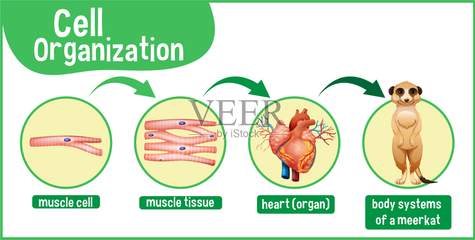 显示猫鼬细胞组织的图表插画图片素材