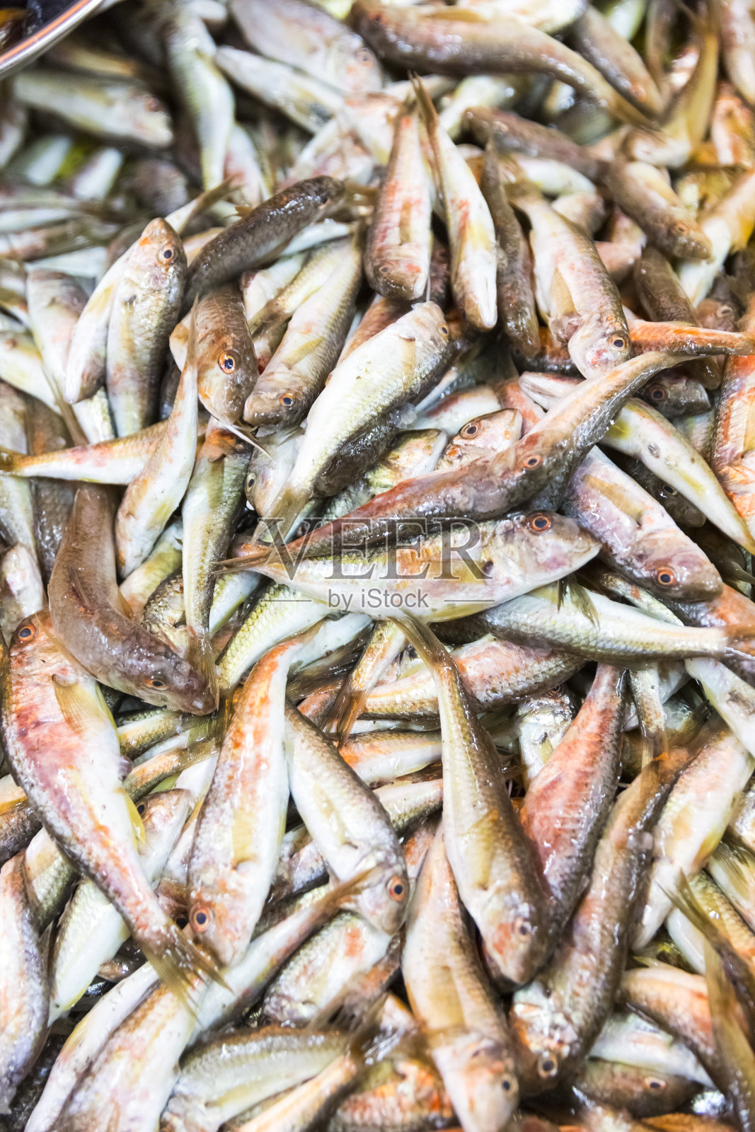 乔治亚州巴统的新鲜海鲜市场。冰里的活鱼。比目鱼，红鲻鱼，鲑鱼，鲶鱼，鳗鱼，青蛙，黄貂鱼，鲟鱼，贻贝，牡蛎。照片摄影图片