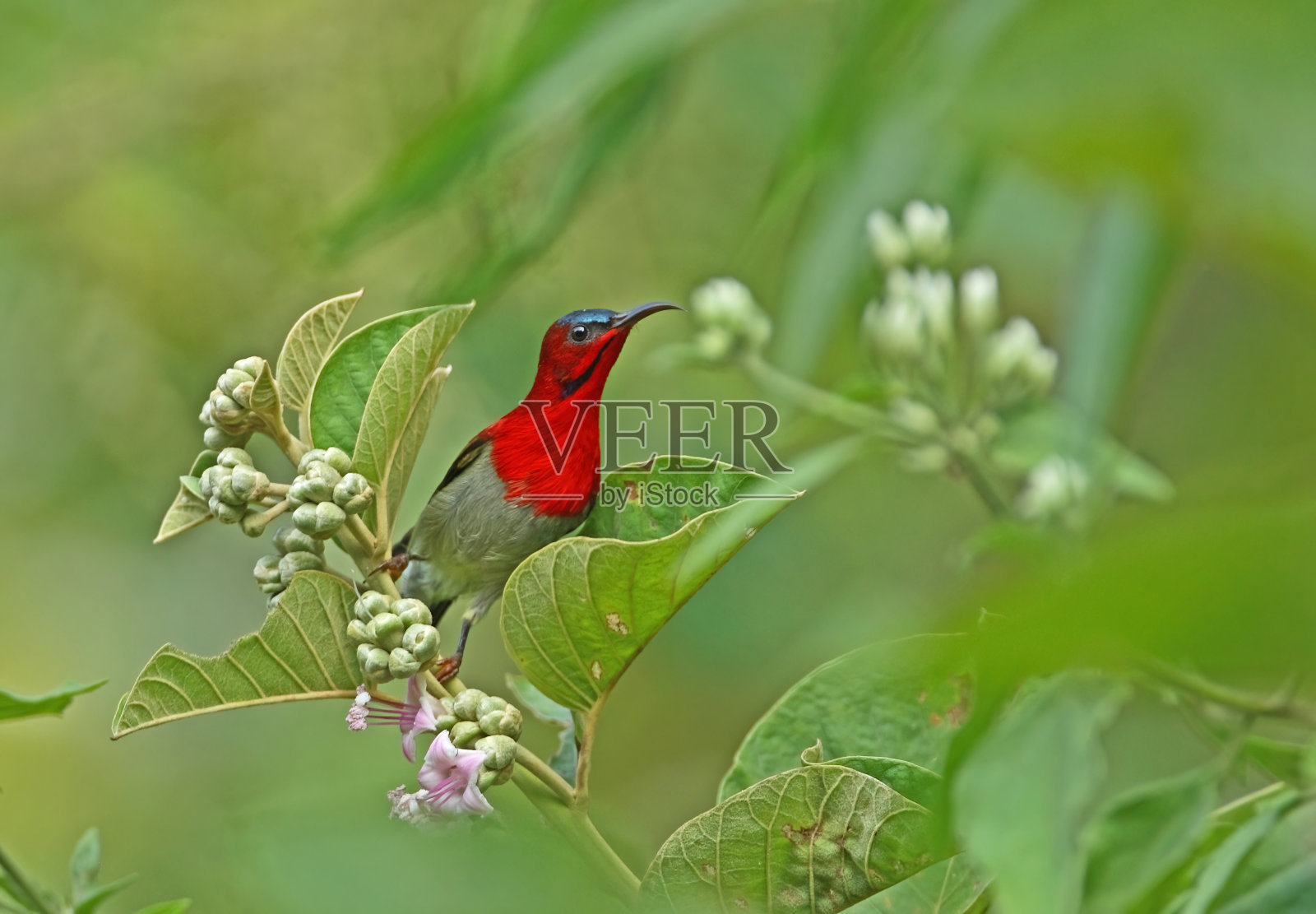 深红色的太阳鸟照片摄影图片