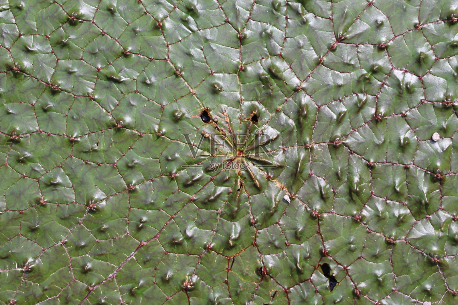 多刺睡莲-芡实照片摄影图片