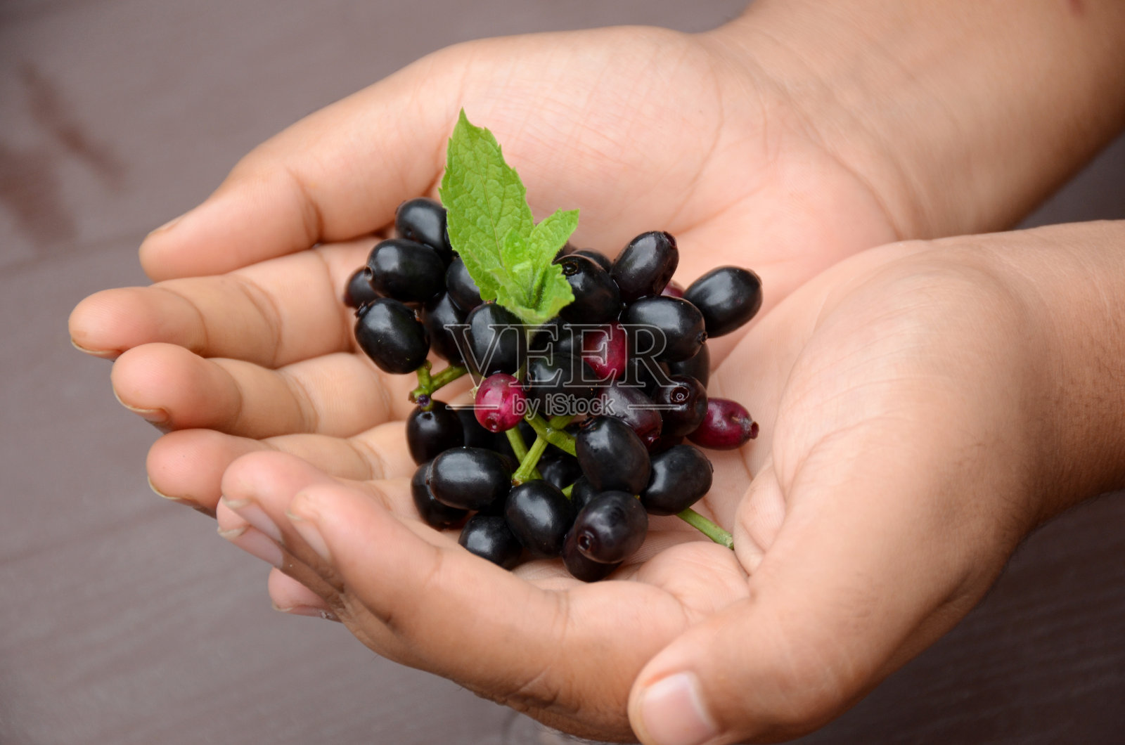 特写黑莓水果和绿色薄荷握手离开焦点棕色背景。照片摄影图片