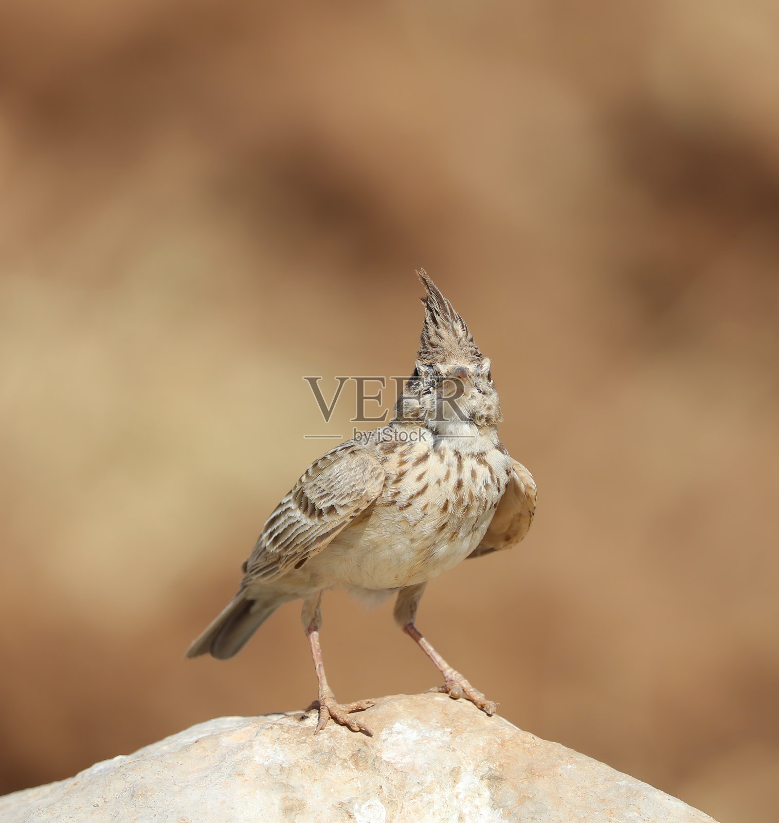 在阳光明媚的炎热天气里，濒危的凤头云雀的精彩镜头(Galerida cristata)照片摄影图片