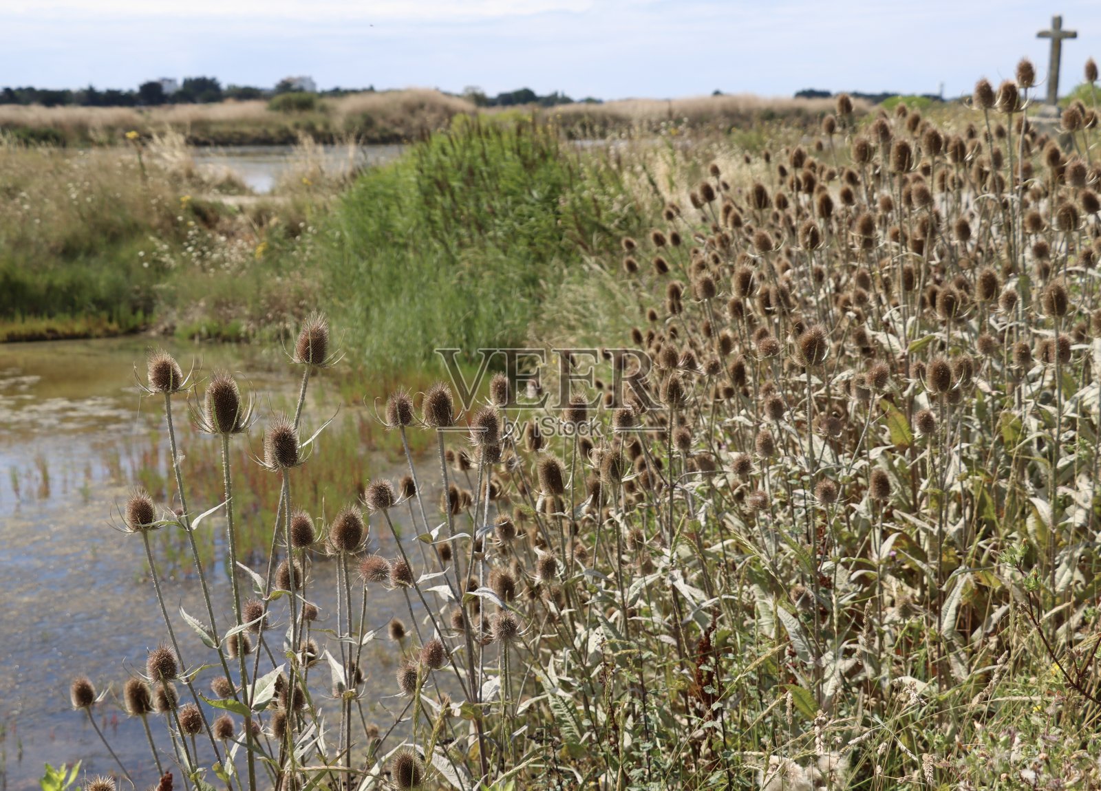 湿地植物照片摄影图片