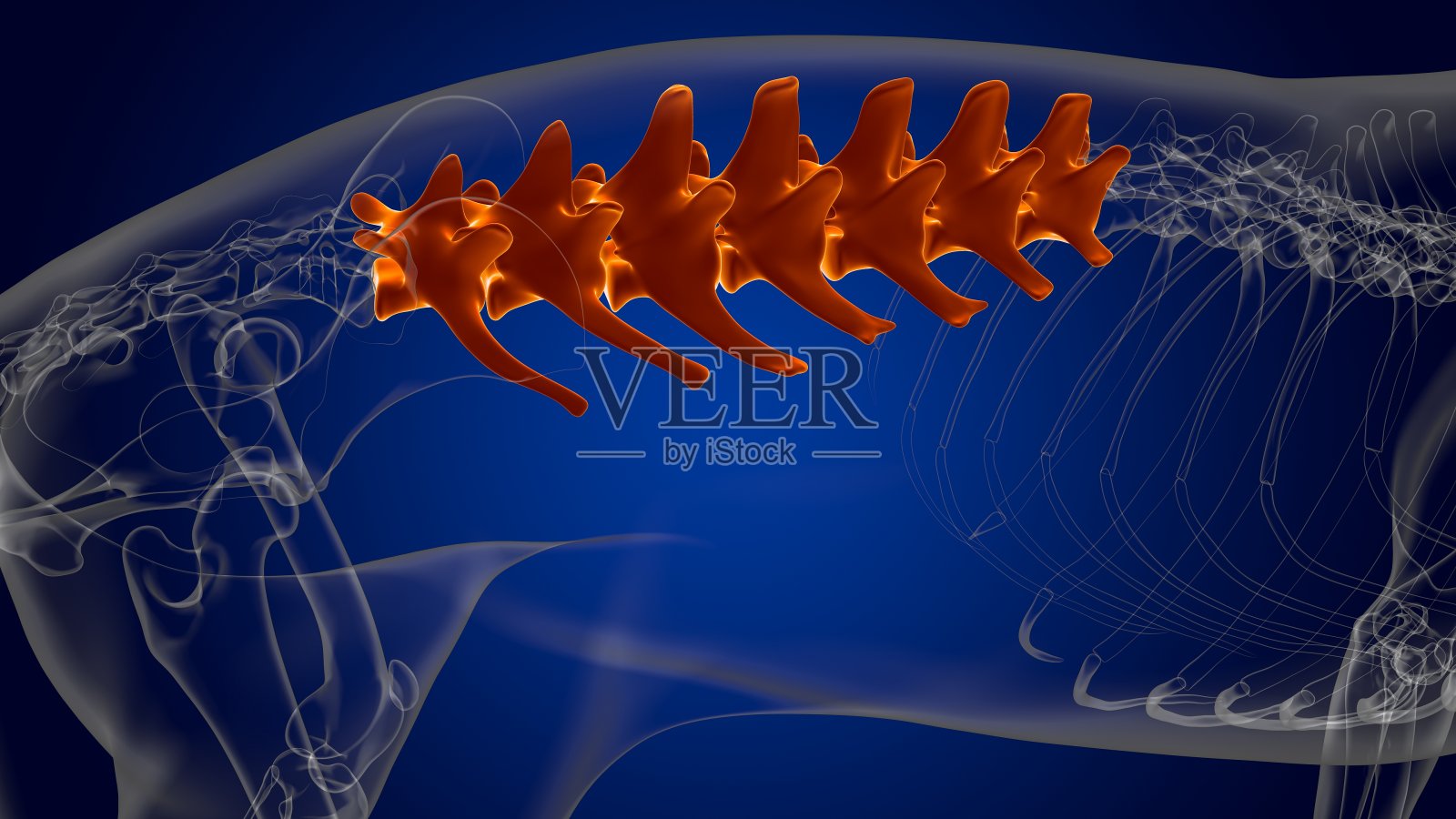 腰椎骨狗骨骼解剖医学概念3D照片摄影图片