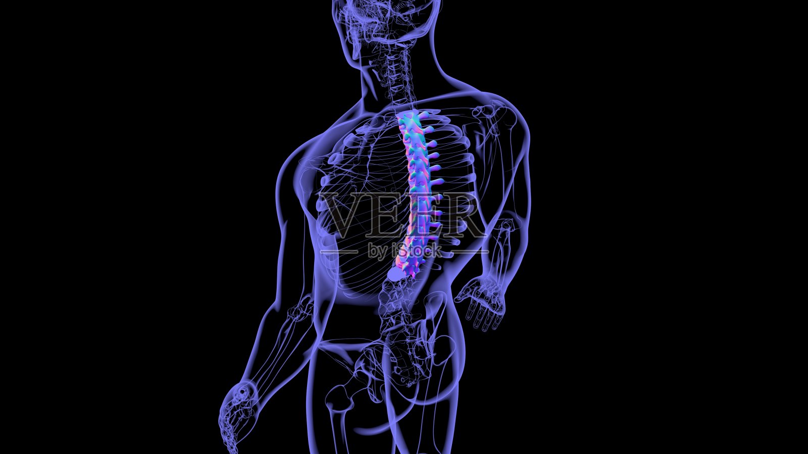 人体骨骼脊柱胸椎解剖学照片摄影图片