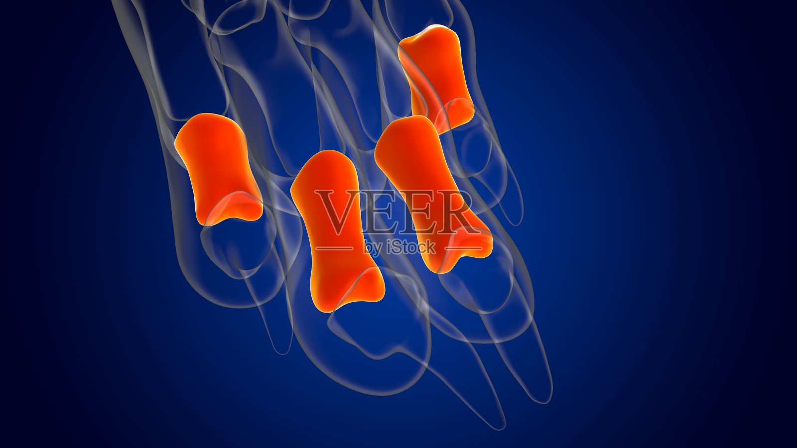 中指骨狗骨骼解剖医学概念3D照片摄影图片