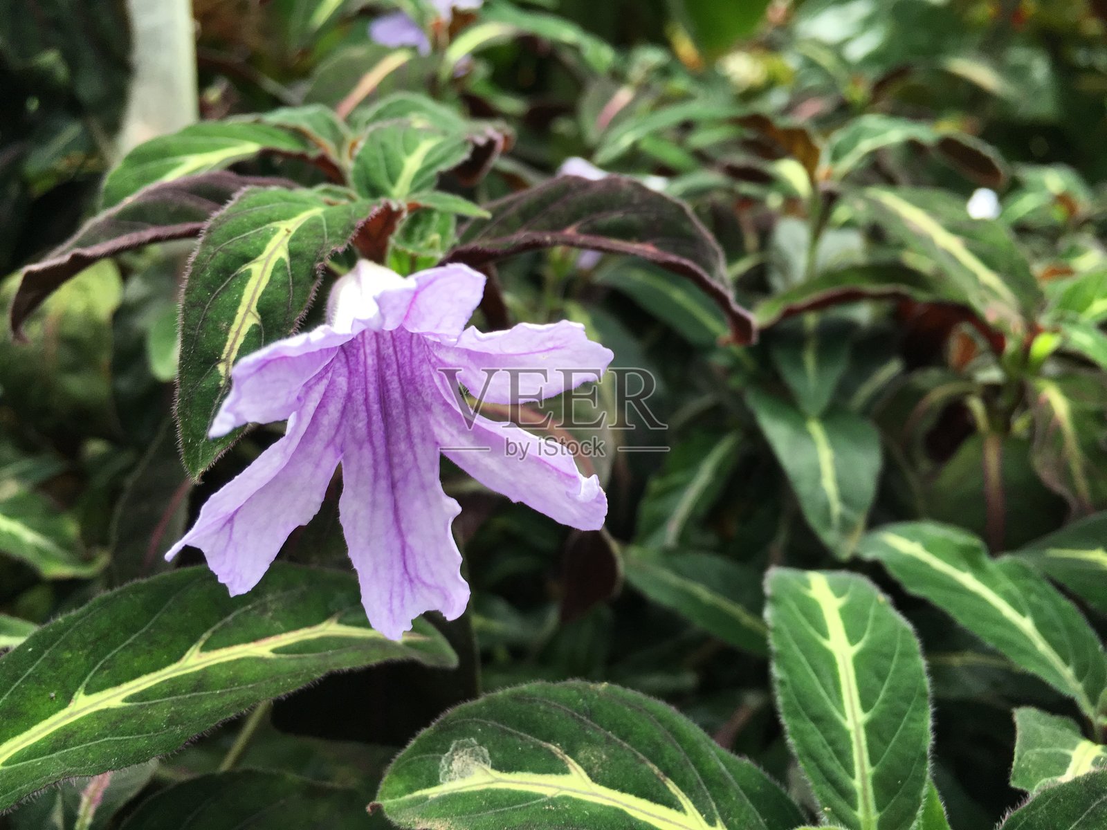 花和植物在温室或热带房子在植物园圣加尔，圣加伦-瑞士照片摄影图片