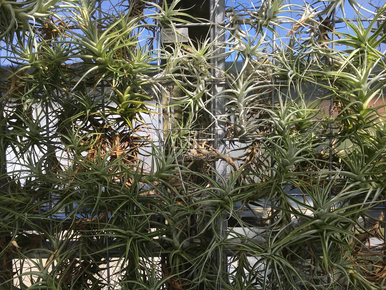 花和植物在温室或热带房子在植物园圣加尔，圣加伦-瑞士照片摄影图片
