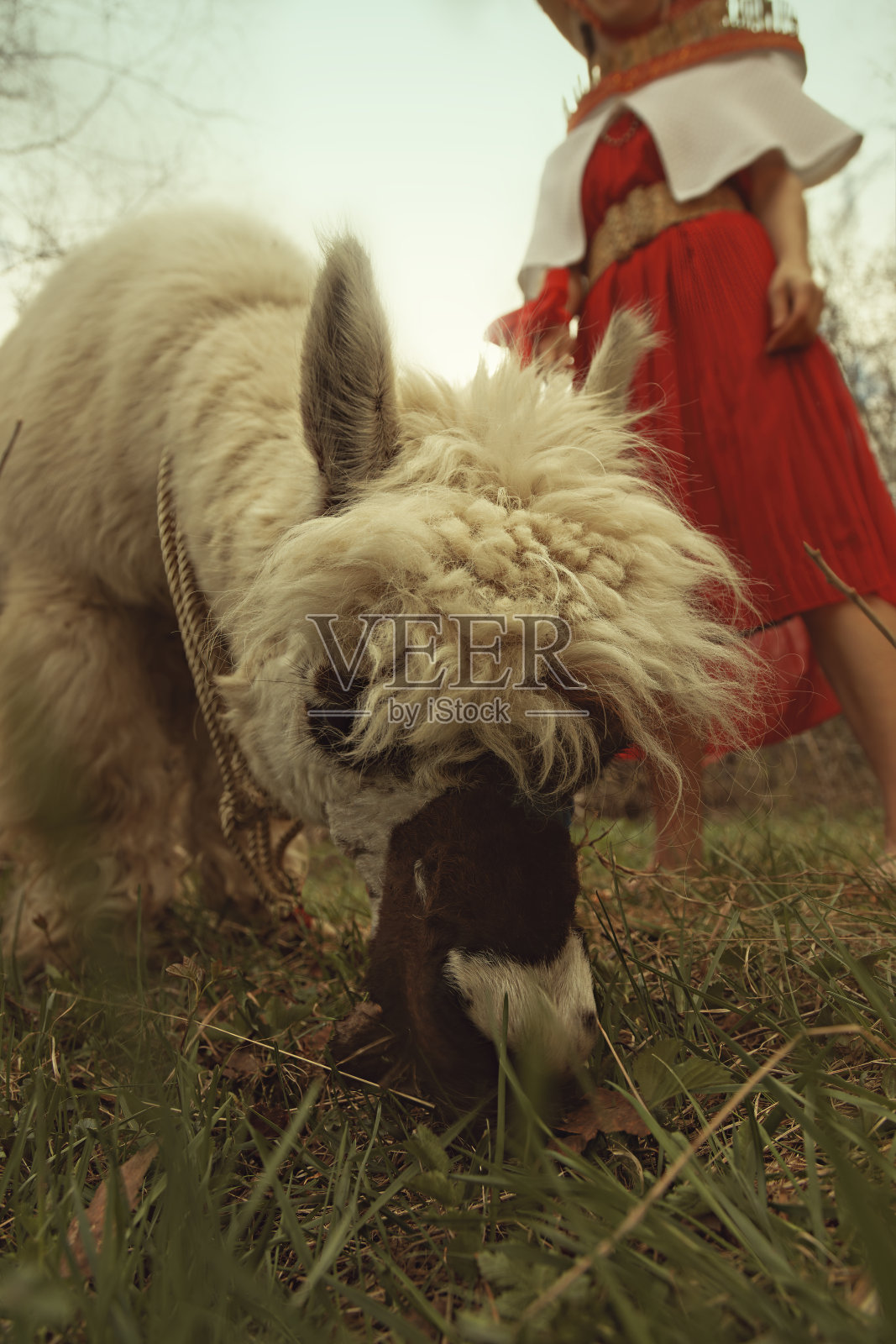 在草地上吃草的羊驼，身后站着一位身着南美传统服饰的女子照片摄影图片