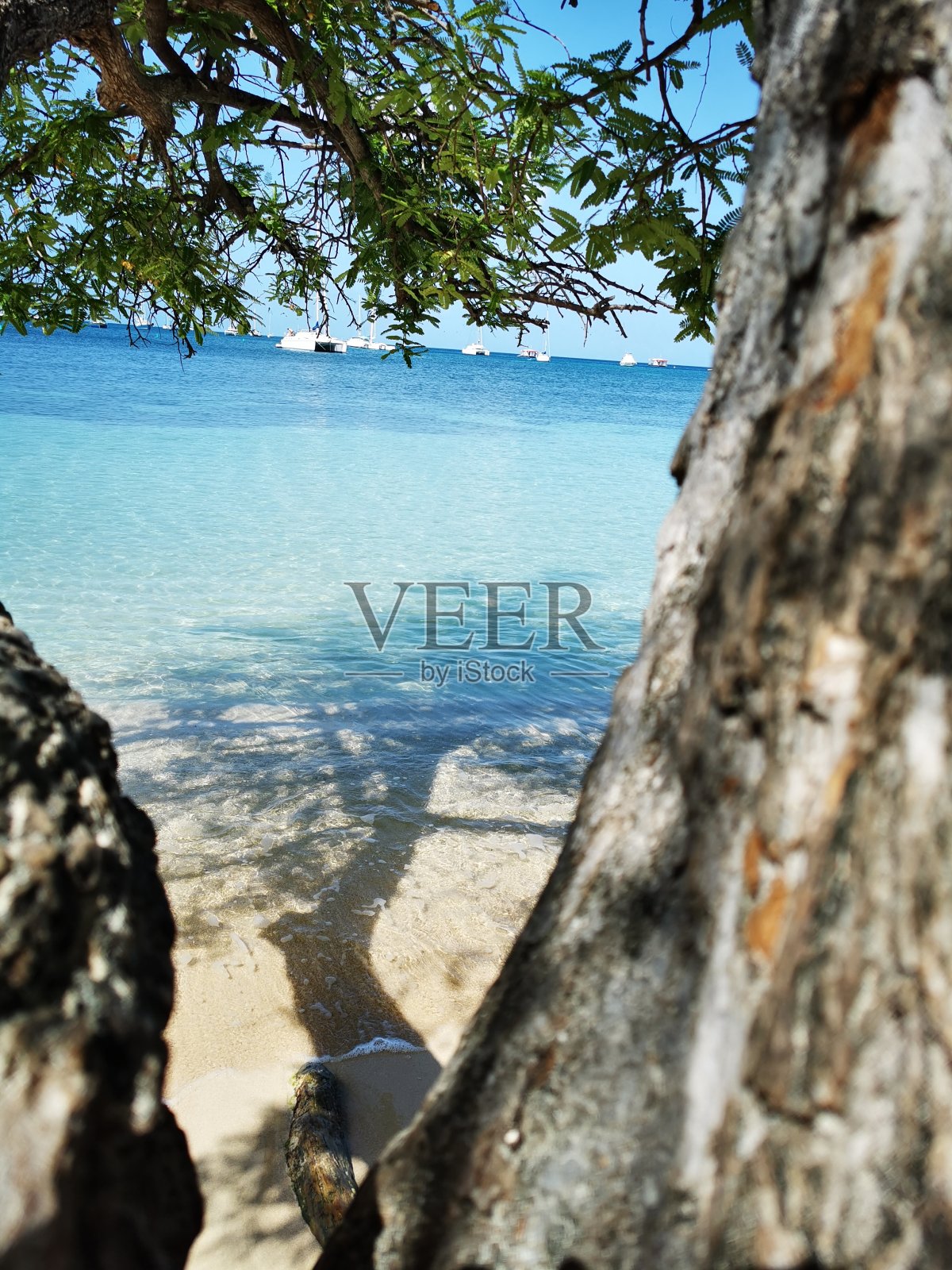 水旁的罗望子树照片摄影图片