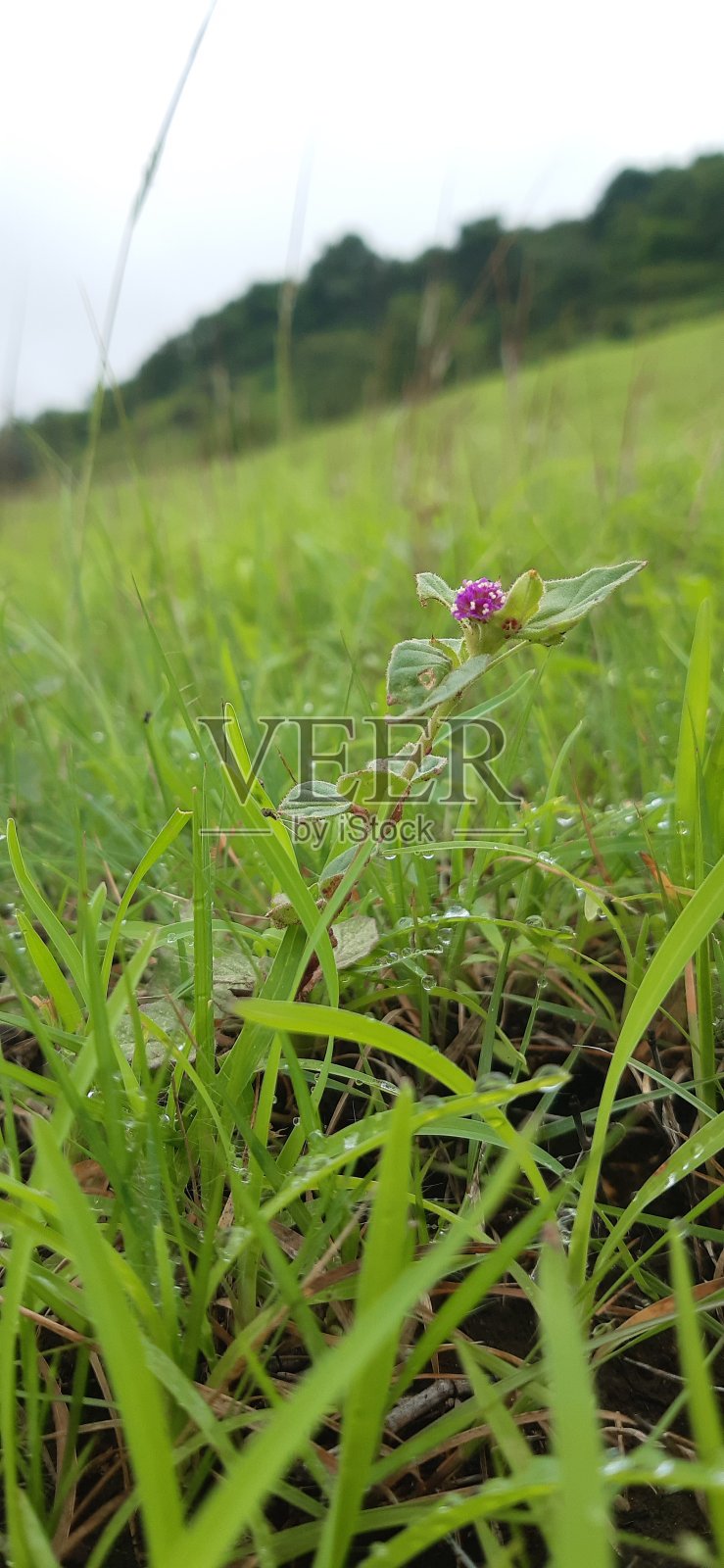 花植物照片摄影图片