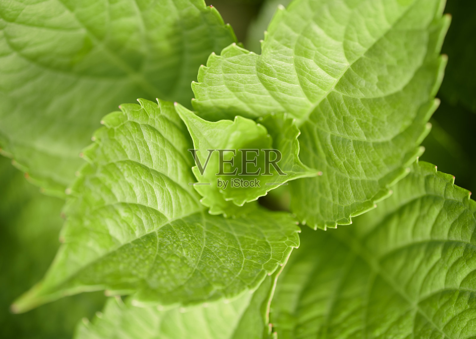 绿色的树叶照片摄影图片