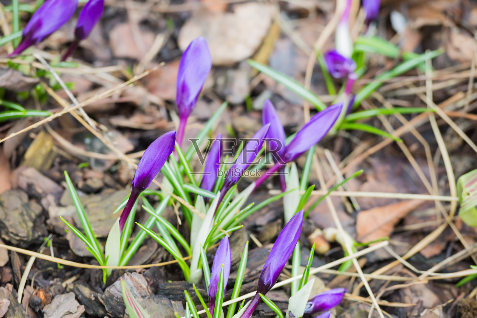 番红花和报春花，初春鲜花照片摄影图片