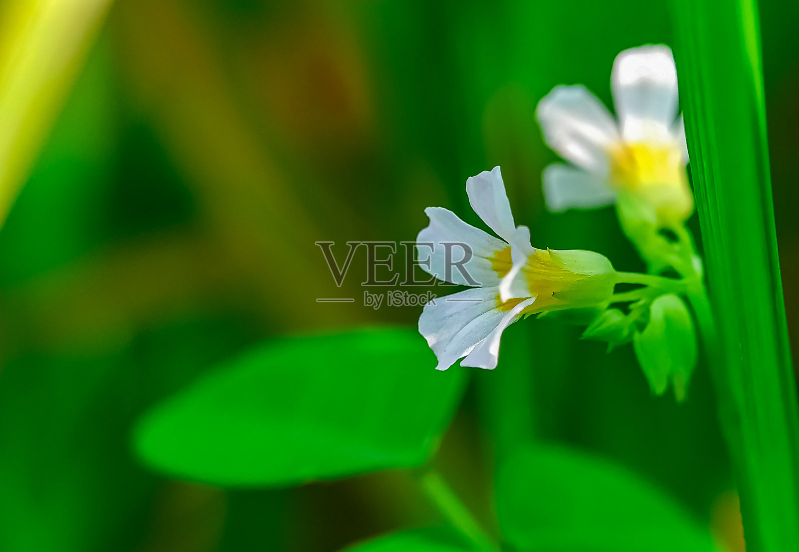 白花带黄色花纹照片摄影图片