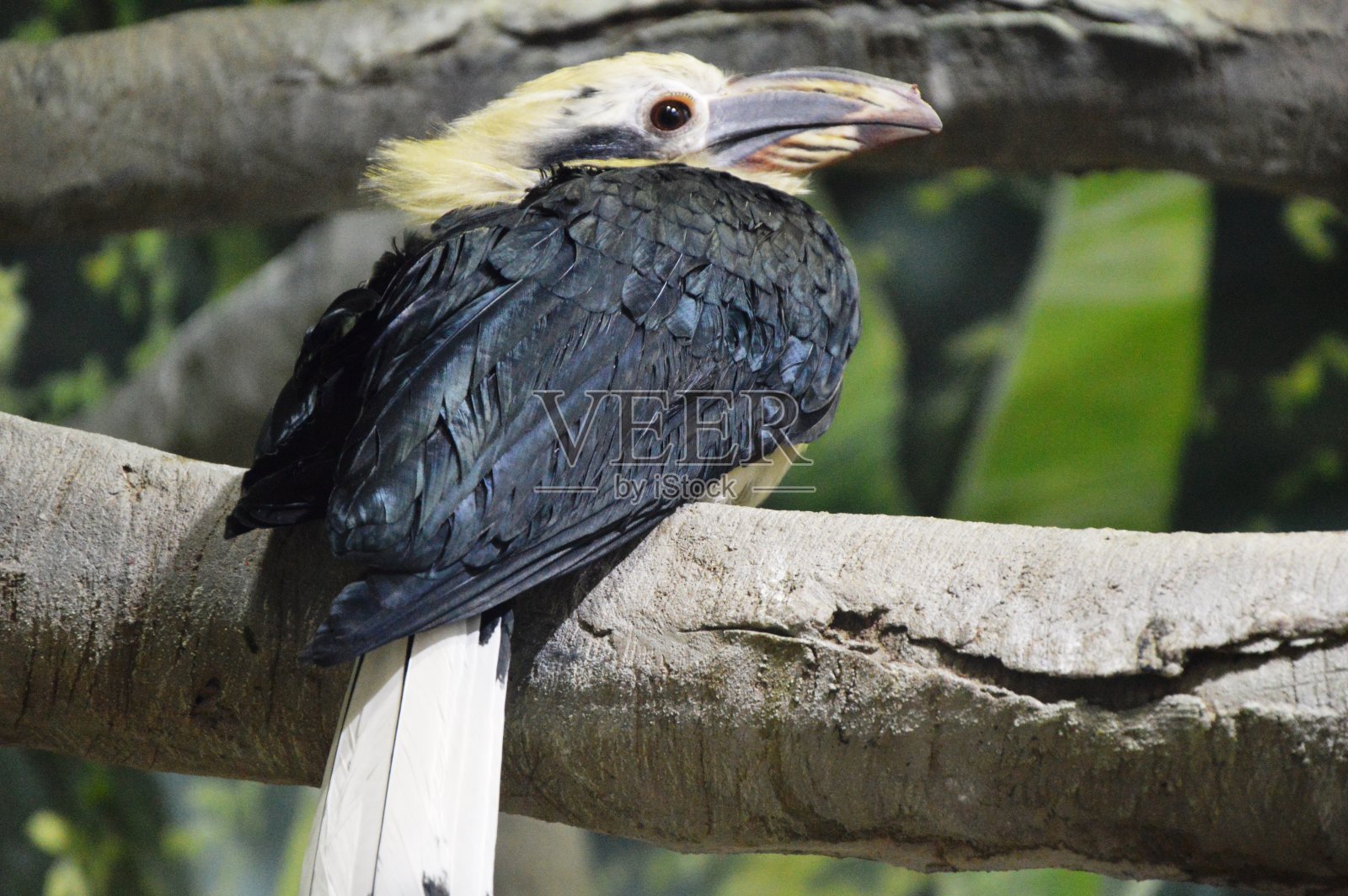 奇异鸟照片摄影图片