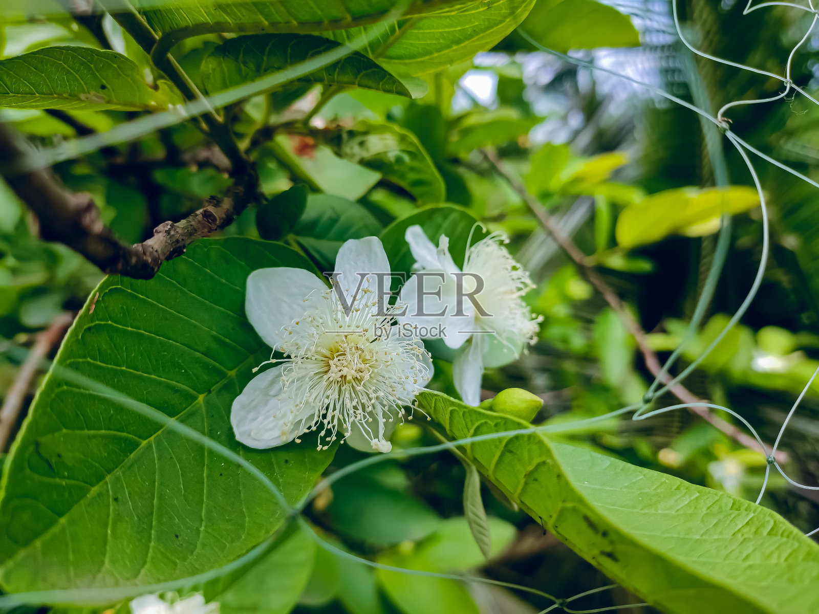 番石榴是一种常见的热带水果，在许多热带和亚热带地区种植。番石榴是桃金娘科的一种小树，原产于墨西哥、中美洲、亚洲等地。照片摄影图片