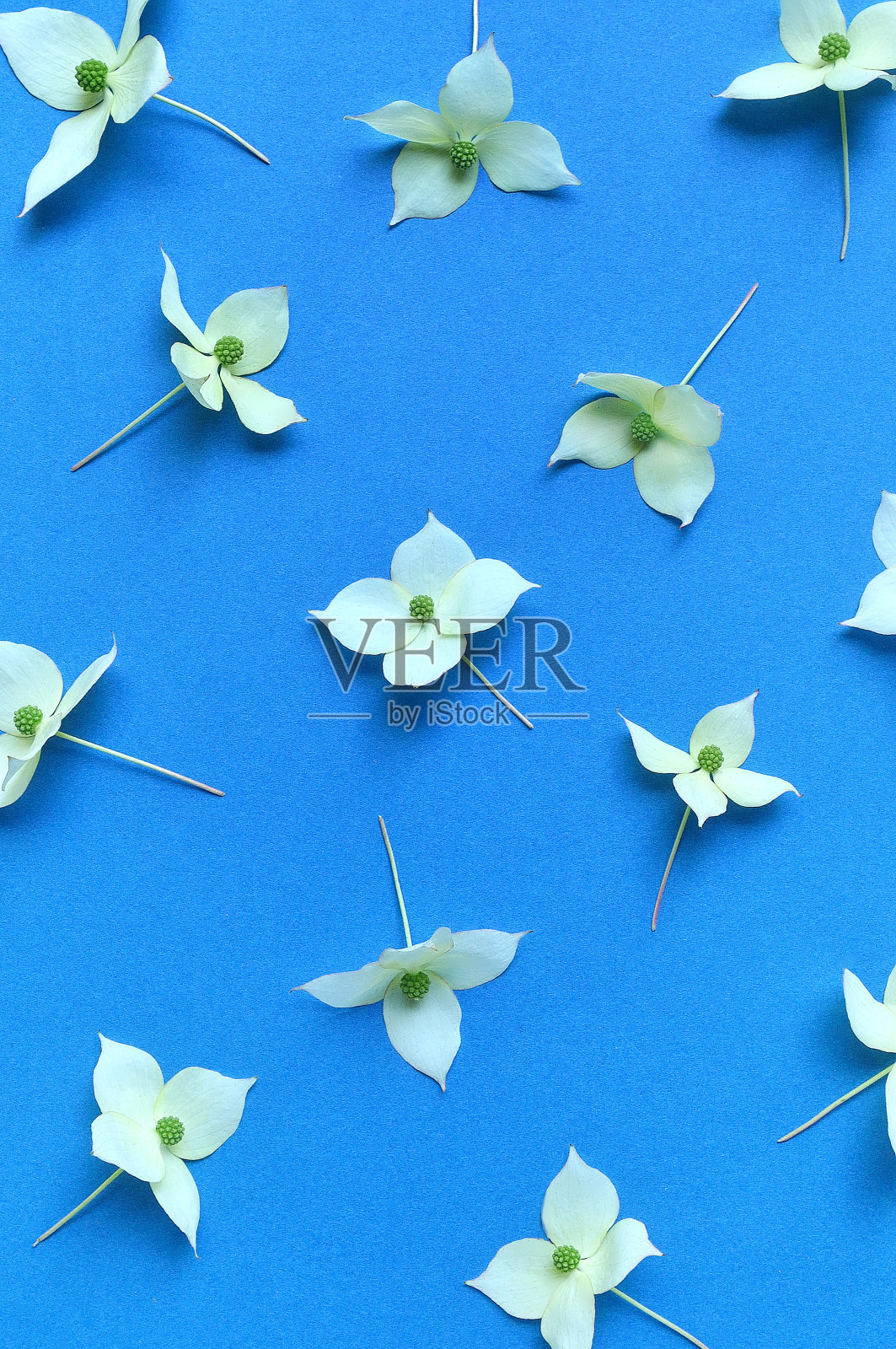 背景的小花照片摄影图片