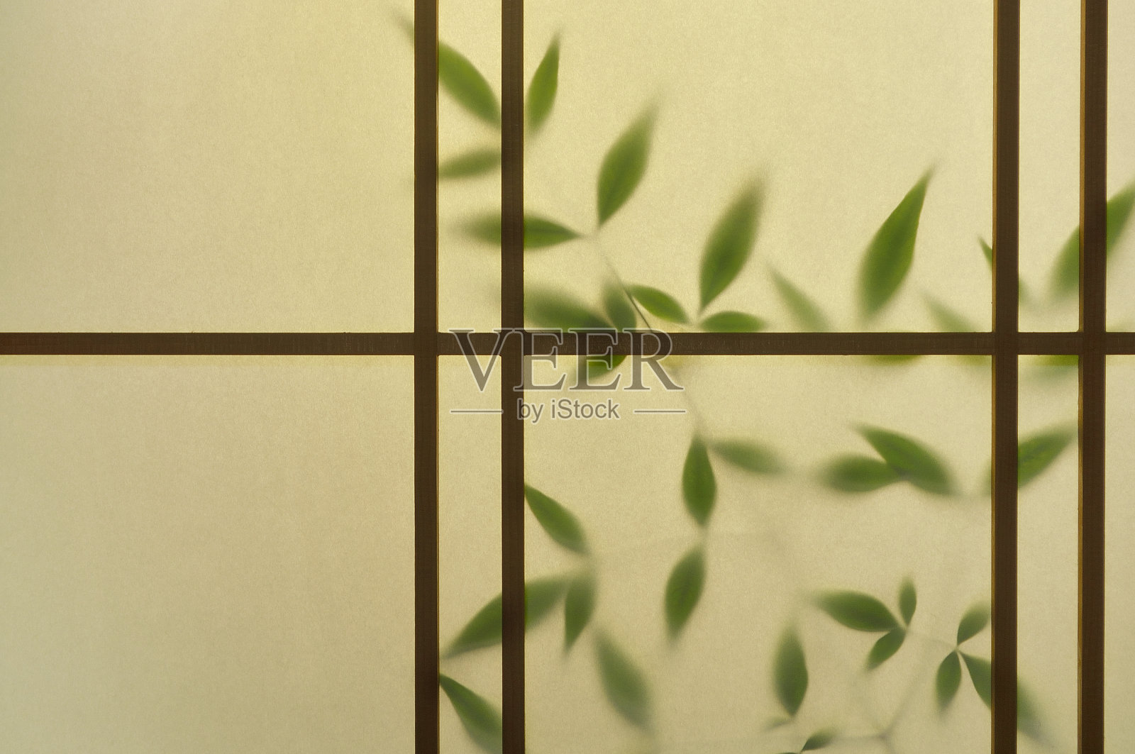 日本Shoji门与绿叶照片摄影图片