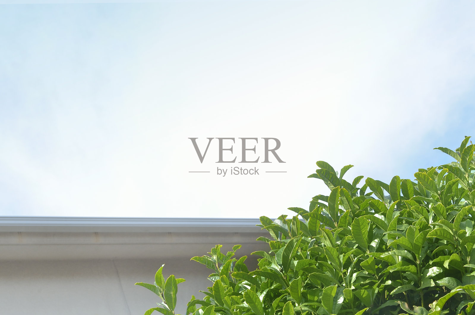 树和房子屋顶照片摄影图片