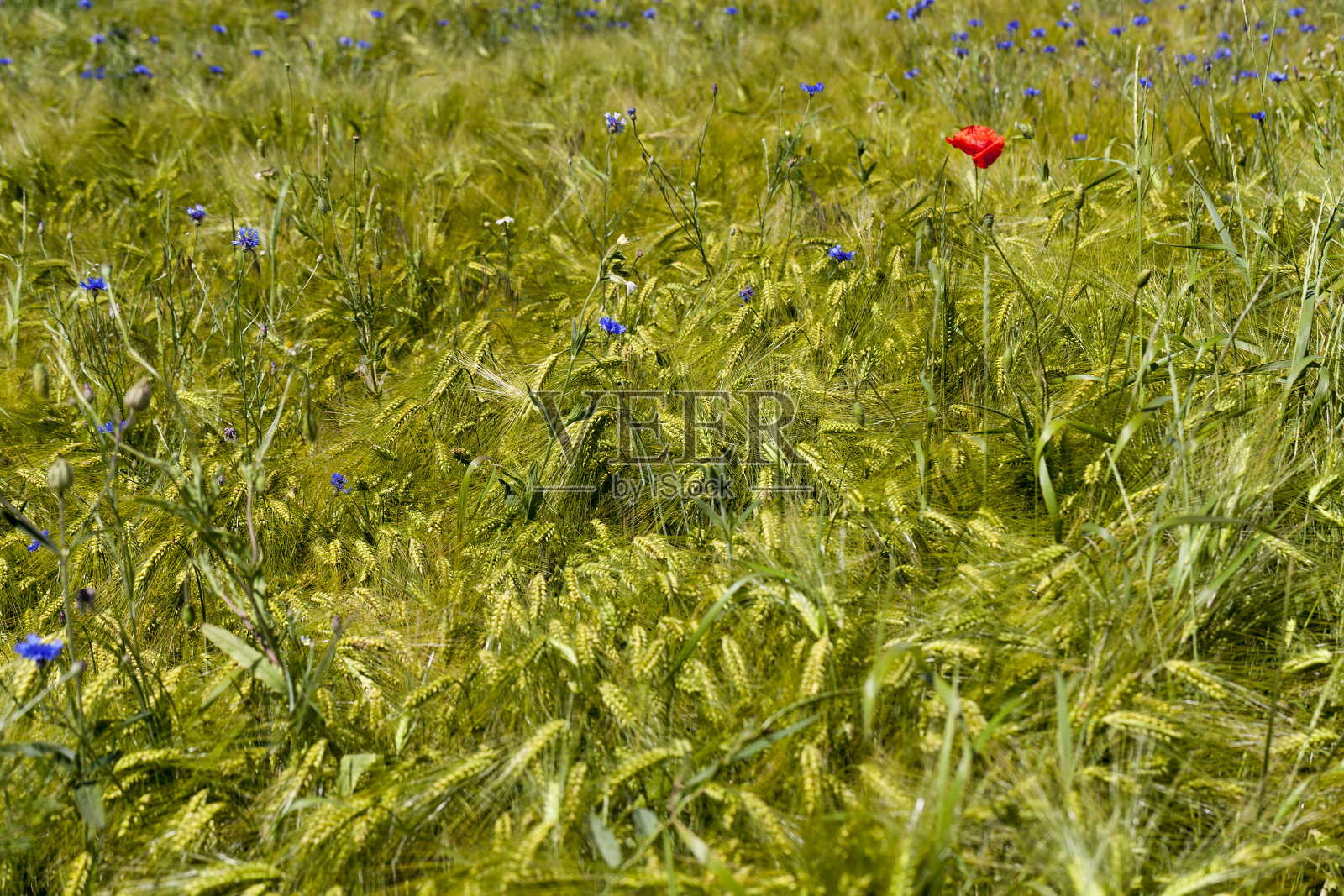 蓝色的矢车菊在夏天生长照片摄影图片