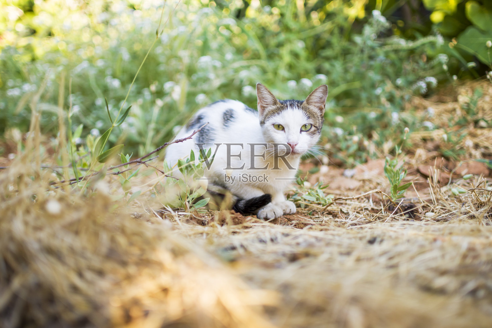 美丽的猫自然与绿色的眼睛照片摄影图片