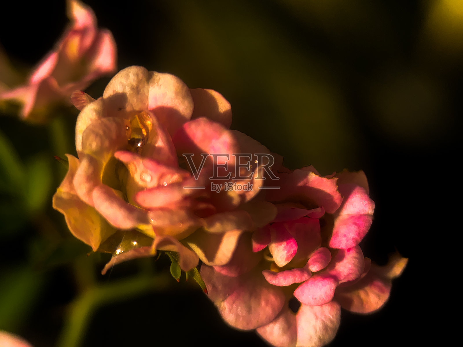 一个粉红色的玫瑰照片摄影图片