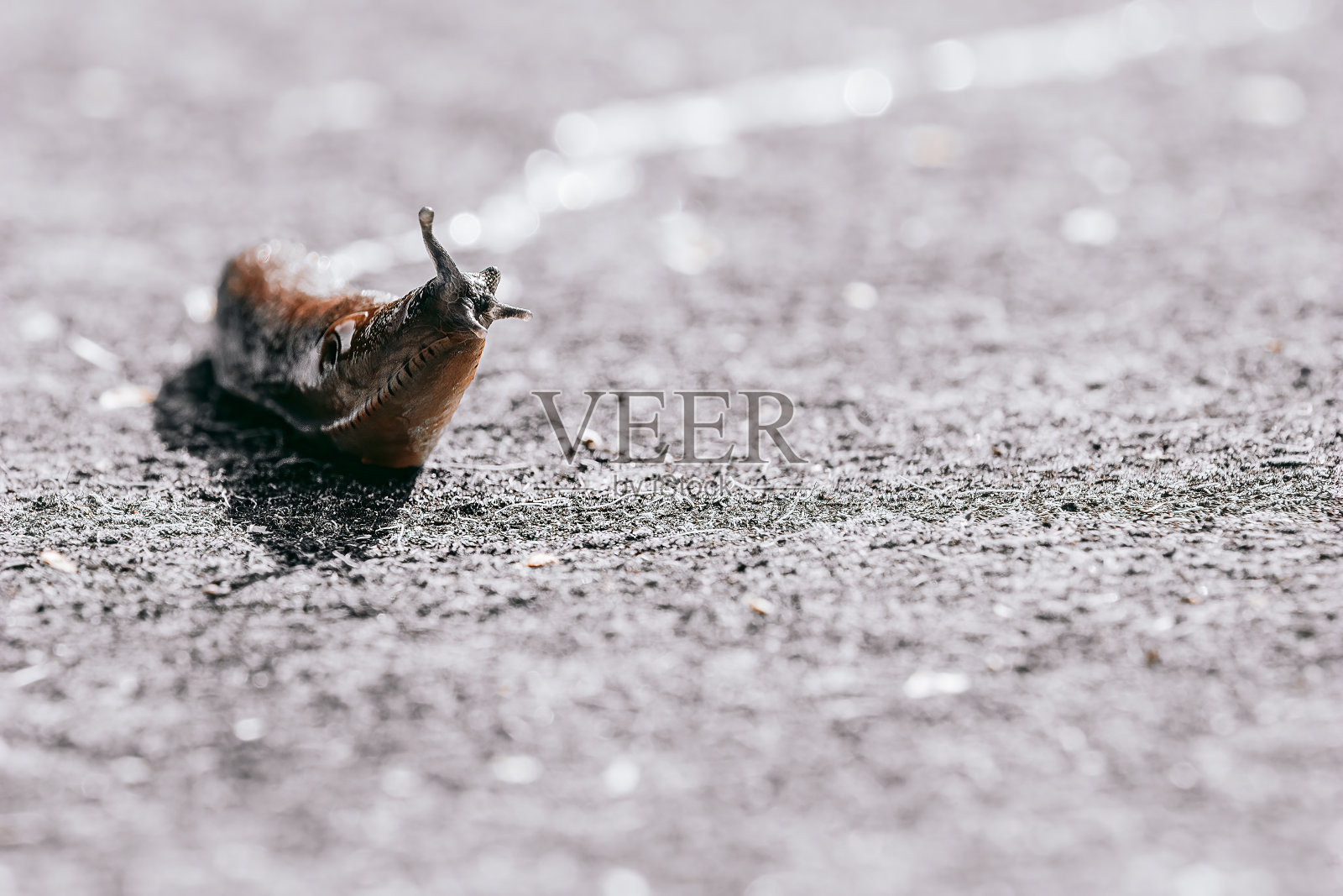 蛞蝓，极限硬纹理滑动头向上。黑白动物照片照片摄影图片