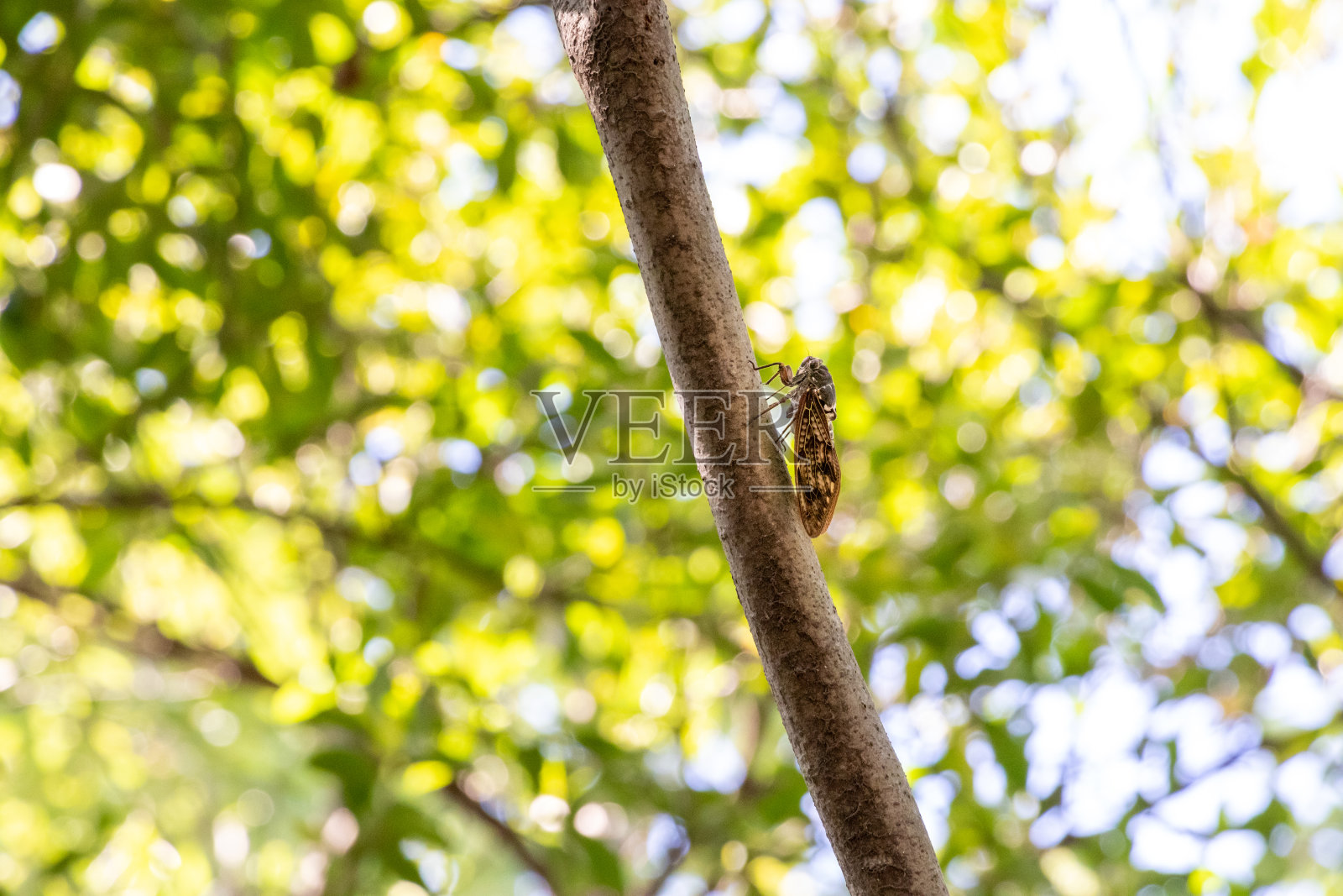 夏日森林里的棕色蝉照片摄影图片