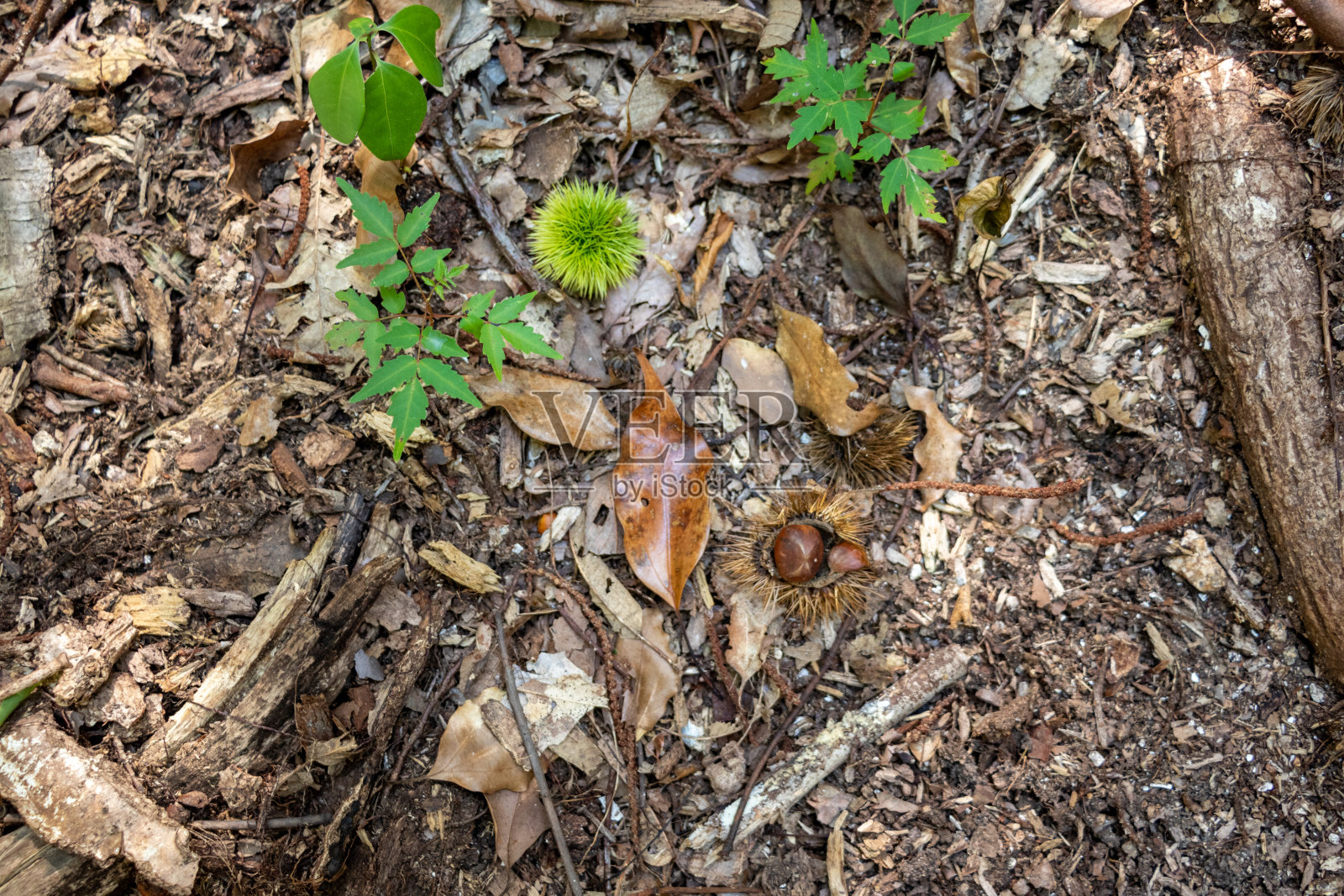 掉在地上的栗子照片摄影图片