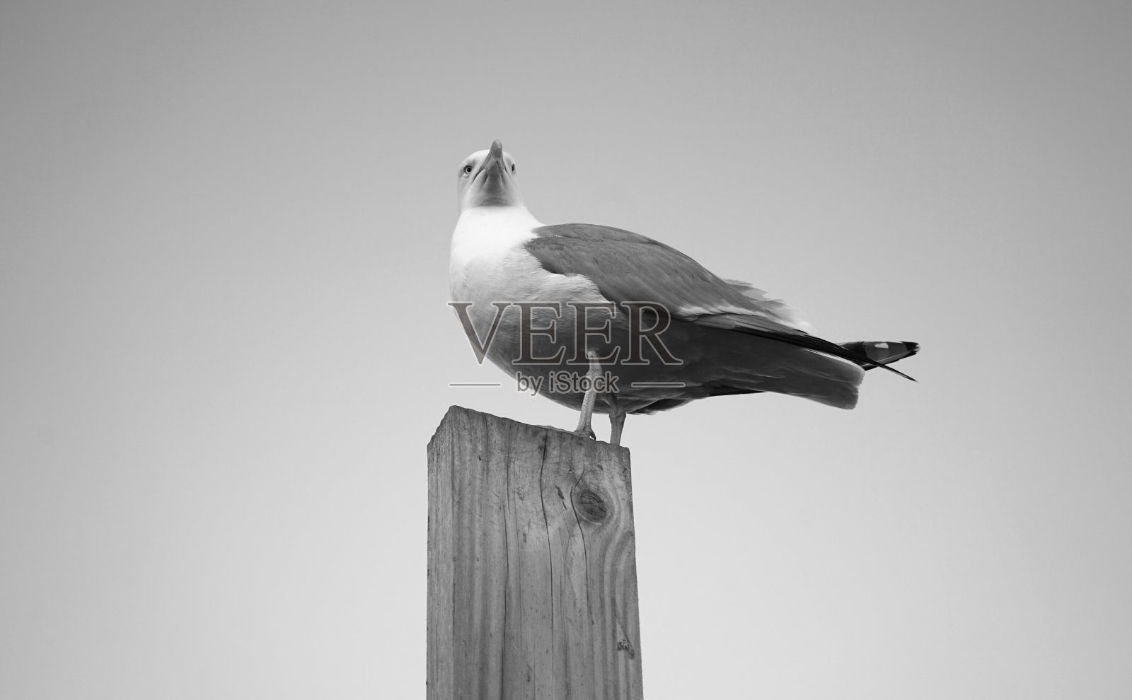 海鸥的肖像。照片摄影图片