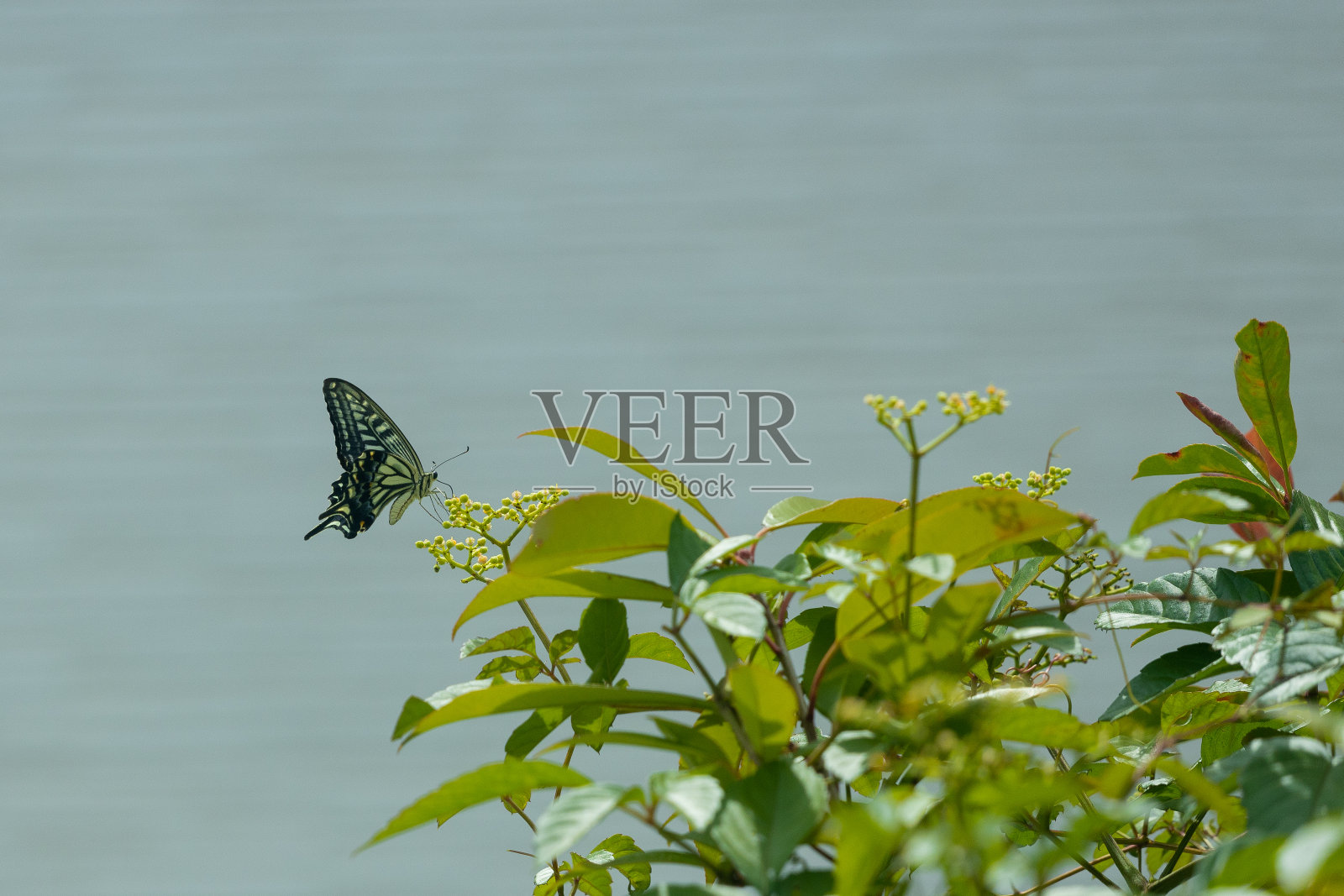 蝴蝶在花上栖息或飞翔照片摄影图片