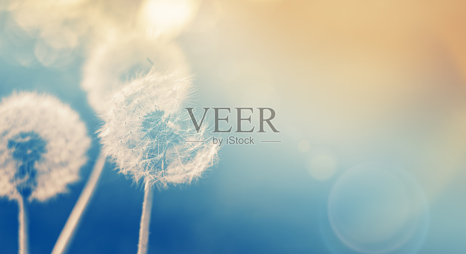 蓝橙色的蒲公英在模糊的背景上着色照片摄影图片