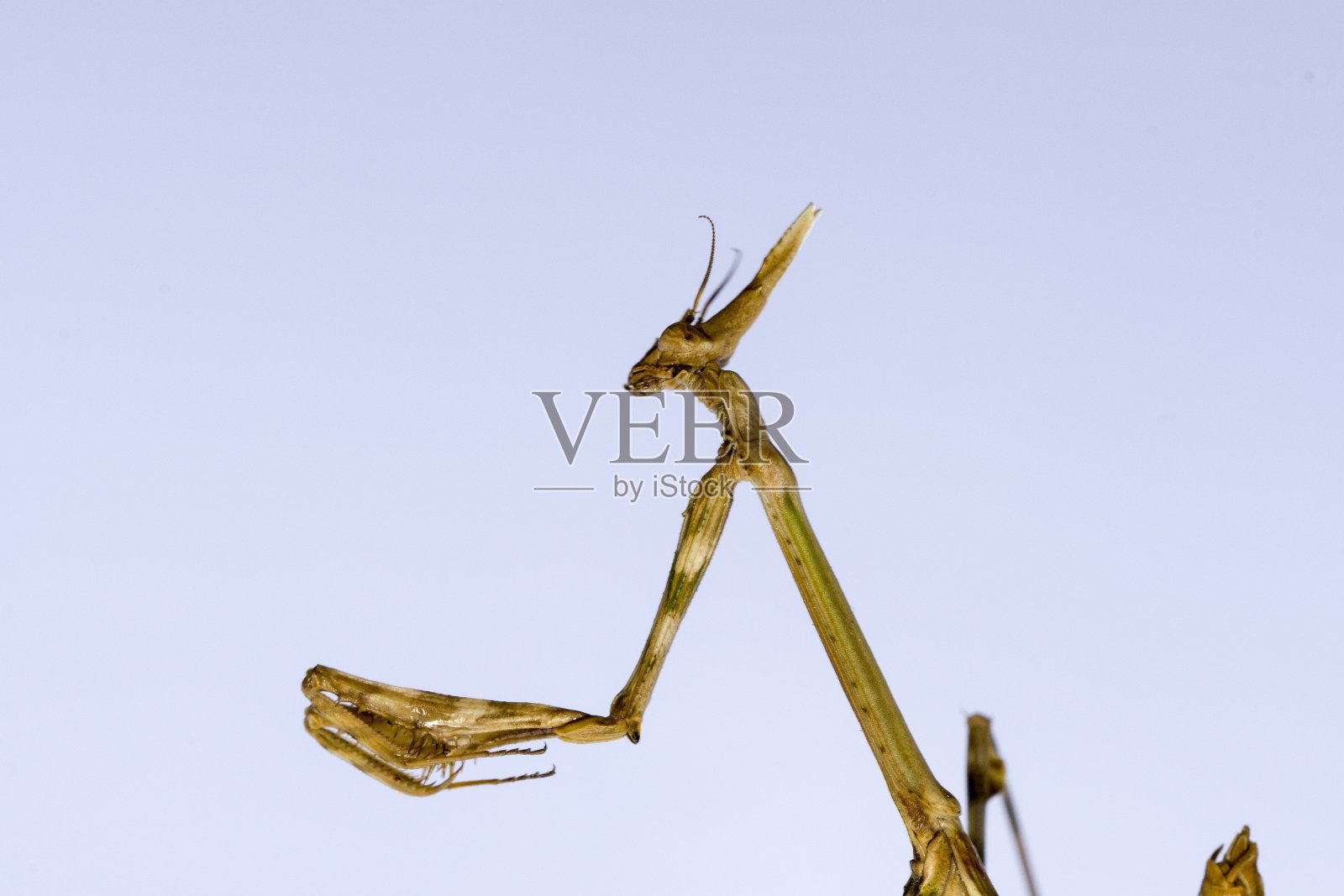 螳螂是新翅目昆虫的一目，通常被称为螳螂。照片摄影图片