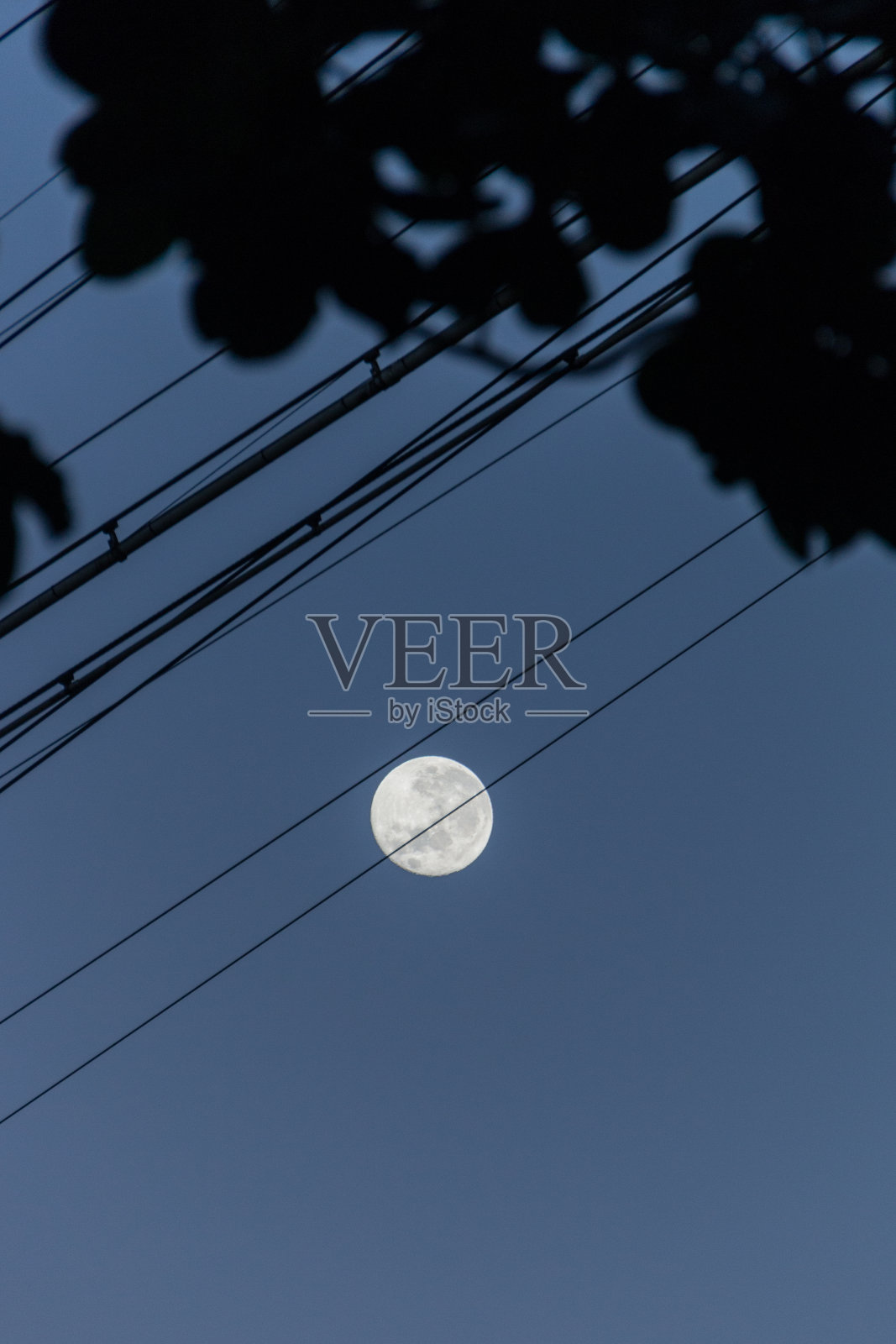 电缆和树叶的剪影与美丽的满月在里约热内卢照片摄影图片