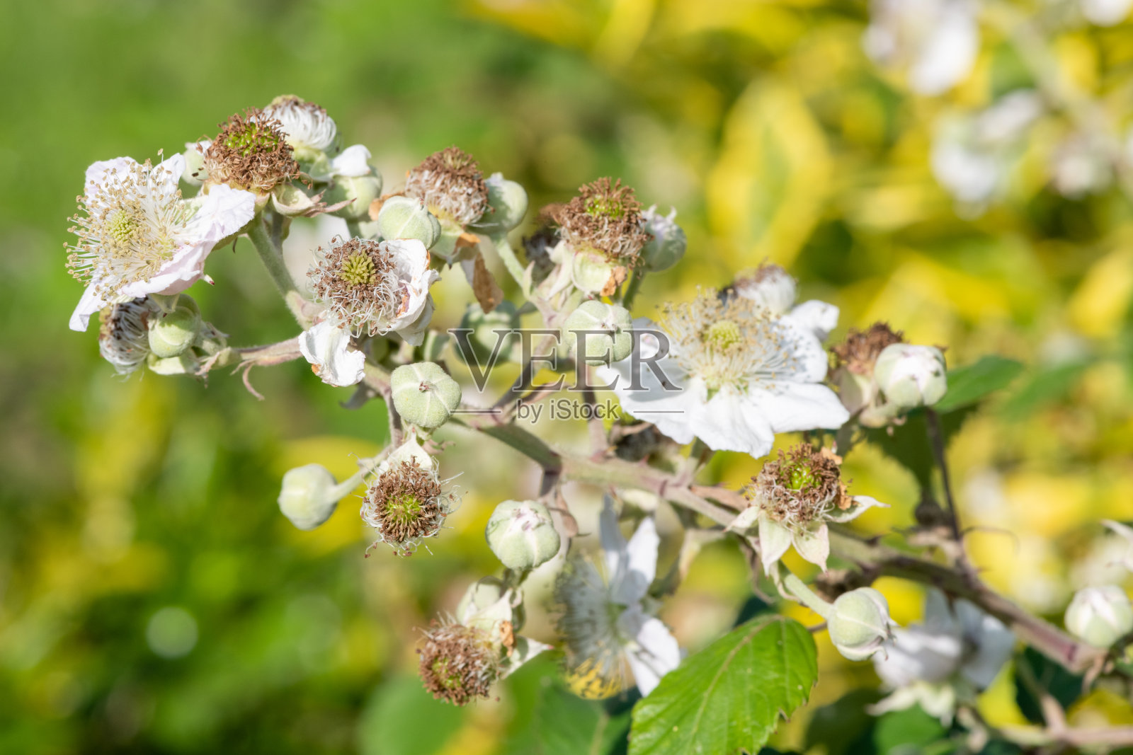 白色树莓(fruticosus)花照片摄影图片