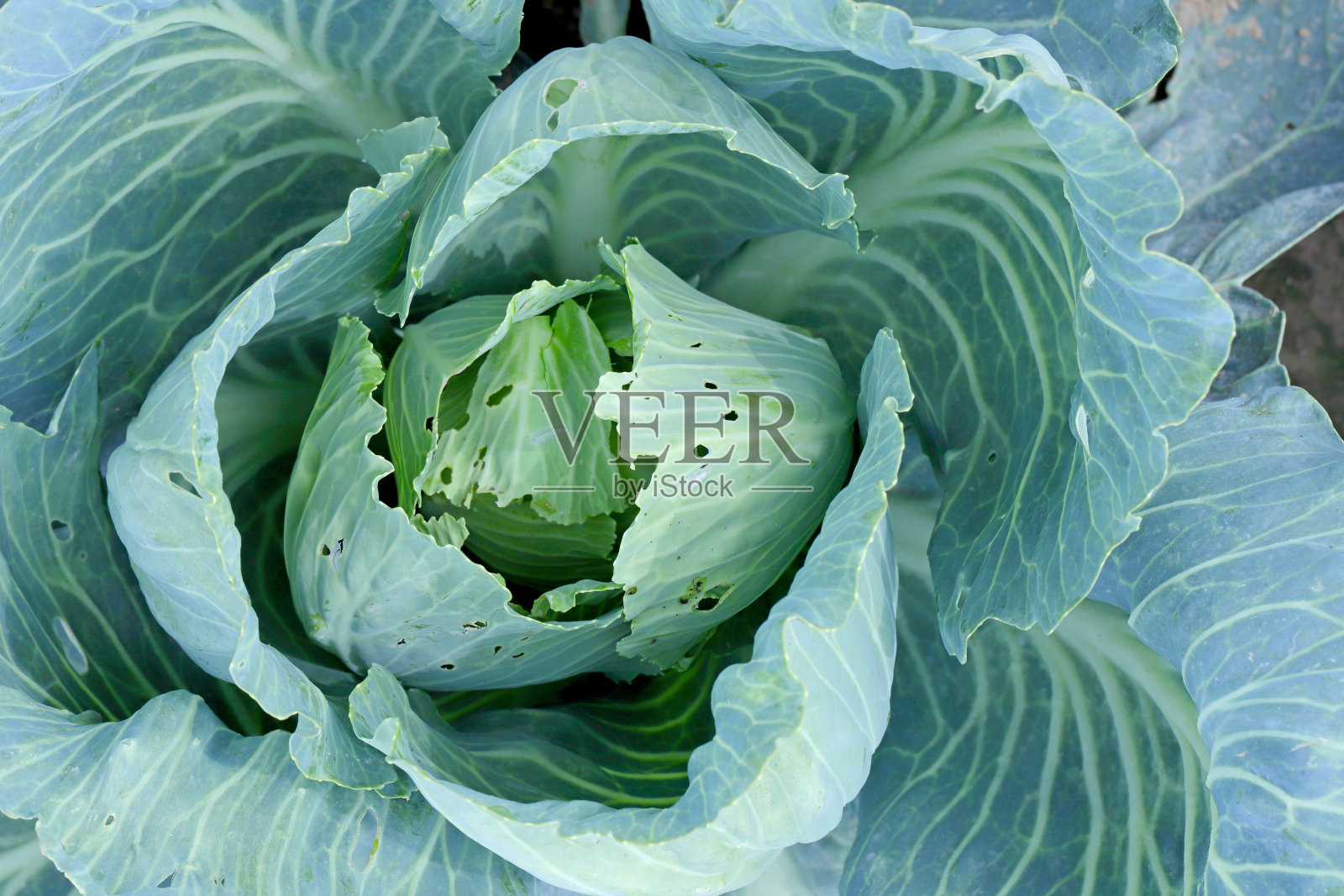 小菜蛾(小菜蛾)的毛虫破坏的卷心菜，有时称为卷心菜蛾。在茧中可以看到两个蛹。照片摄影图片