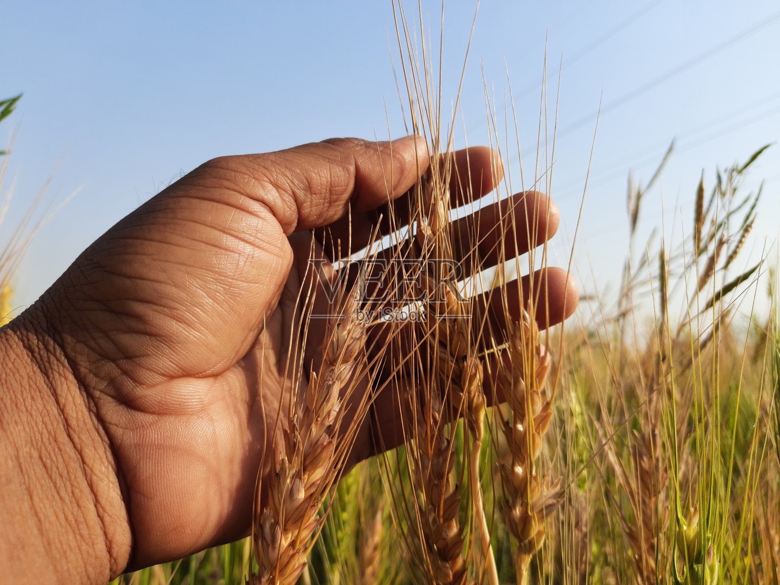 麦穗照片摄影图片
