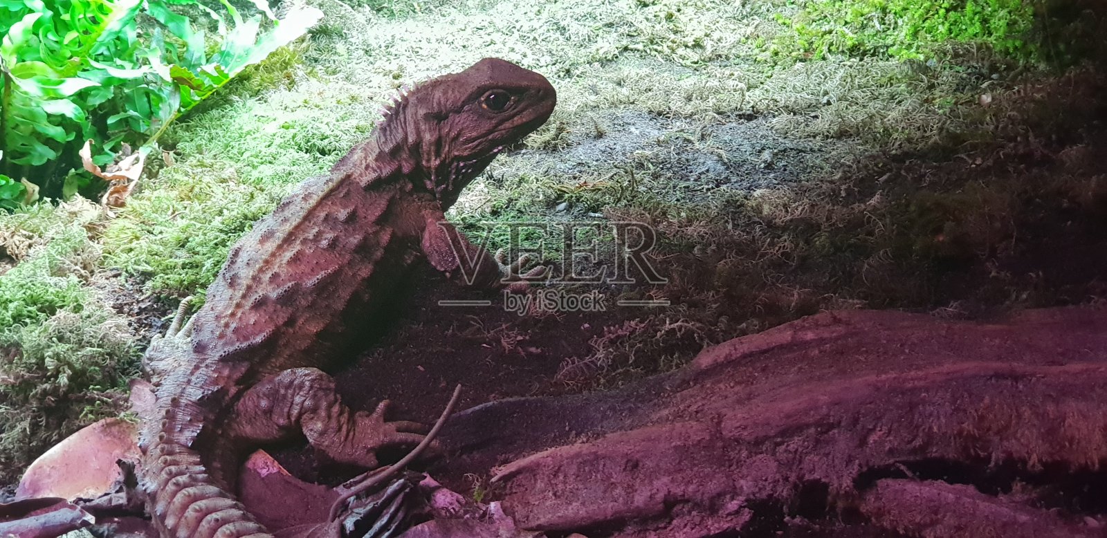 大蜥蜴从沉睡中醒来，这种罕见的蜥蜴状爬行动物只在新西兰发现照片摄影图片