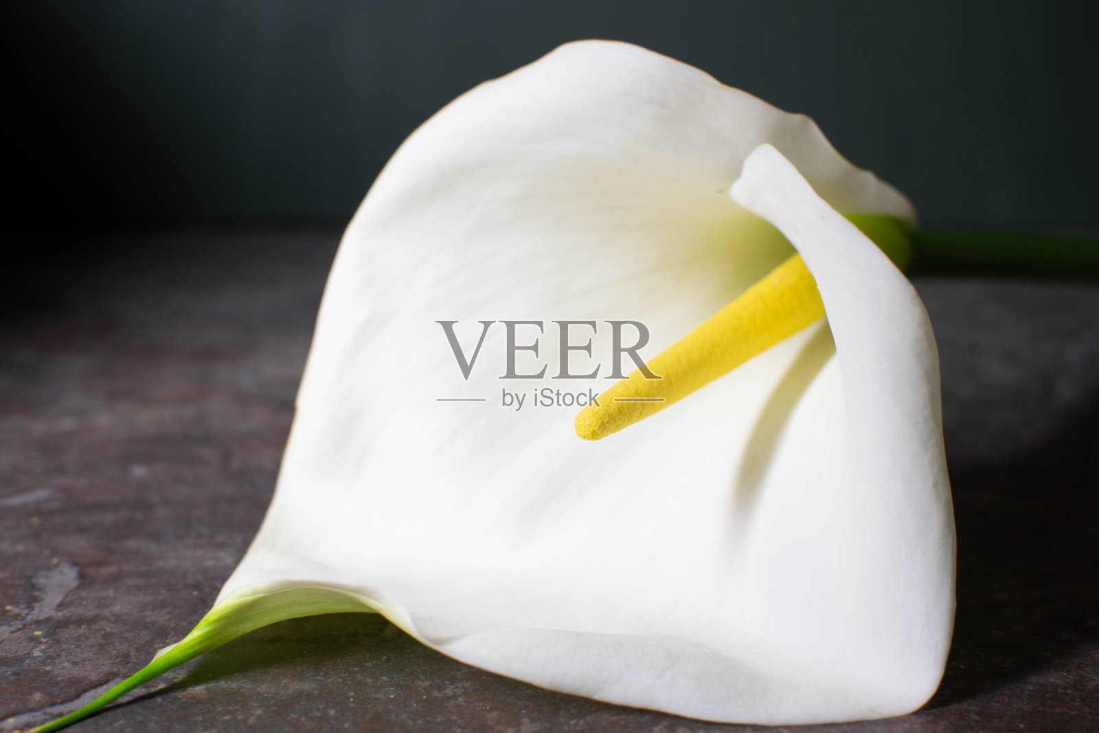 花的海芋属植物照片摄影图片