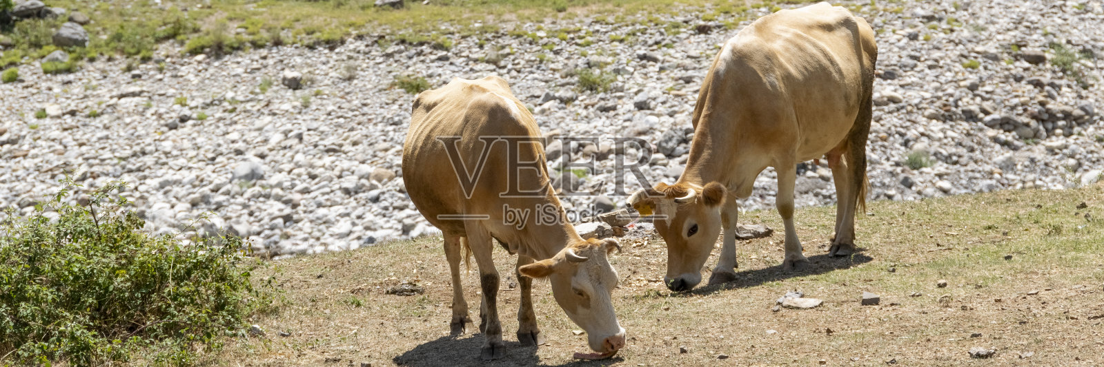 家牛在山上自由吃草的近景照片摄影图片