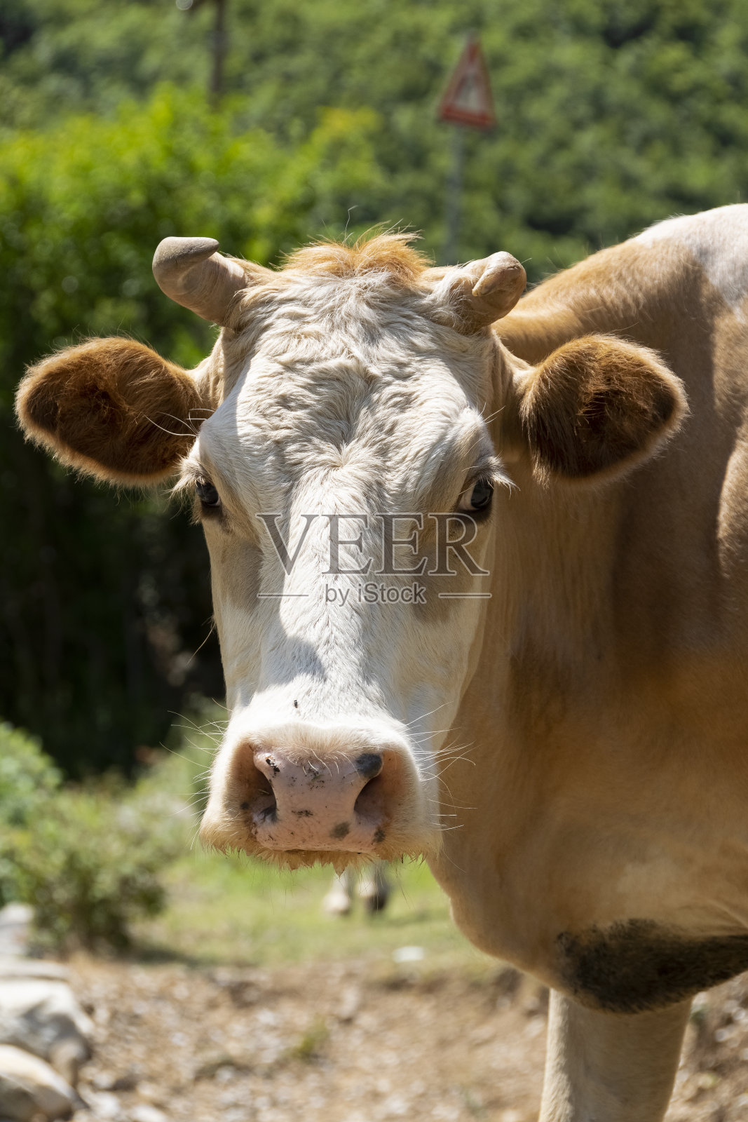 家牛在山上自由吃草的近景照片摄影图片