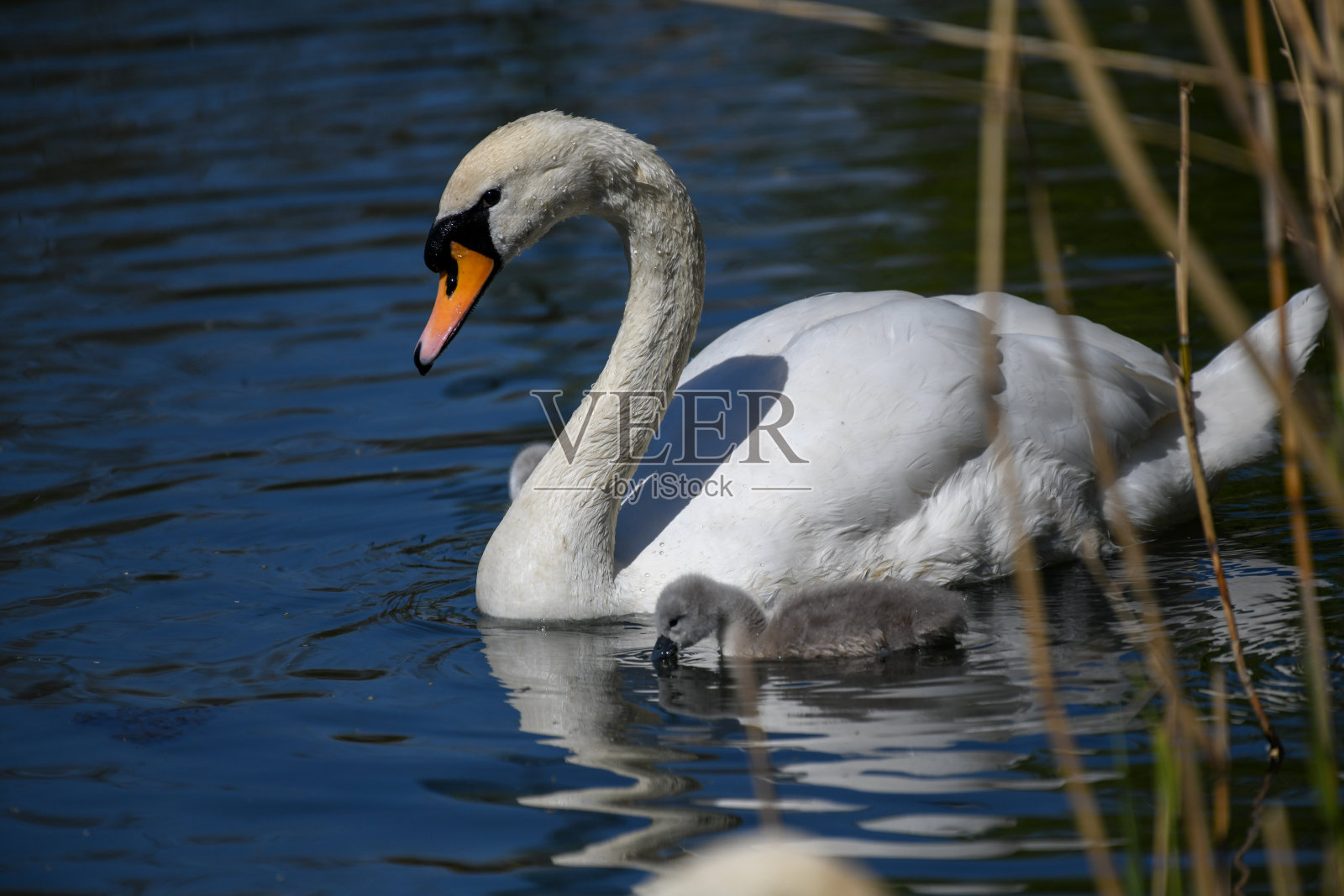 新生小天鹅的第一次游泳照片摄影图片