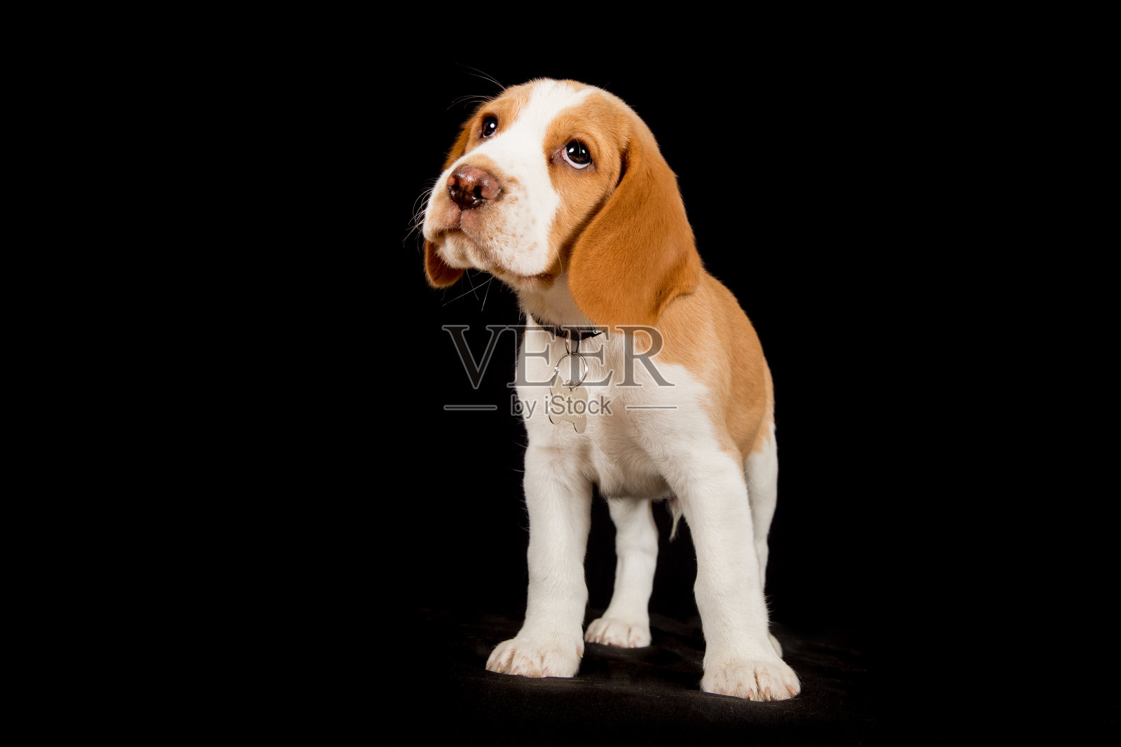 漂亮的狗照片摄影图片