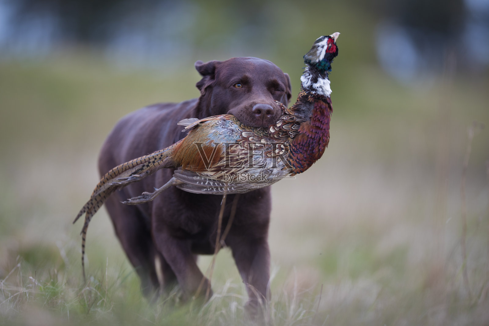 漂亮的狗照片摄影图片