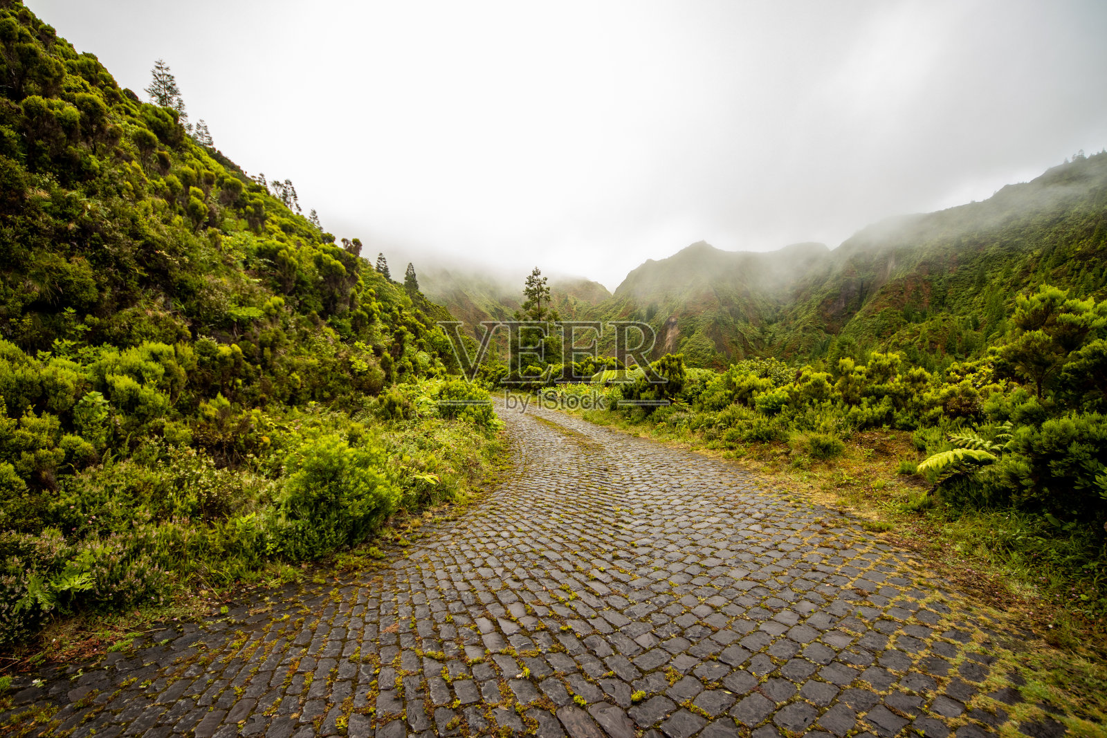 可爱的路在岛中央，圣米格尔，亚速尔，绿油油的植物，自然。照片摄影图片