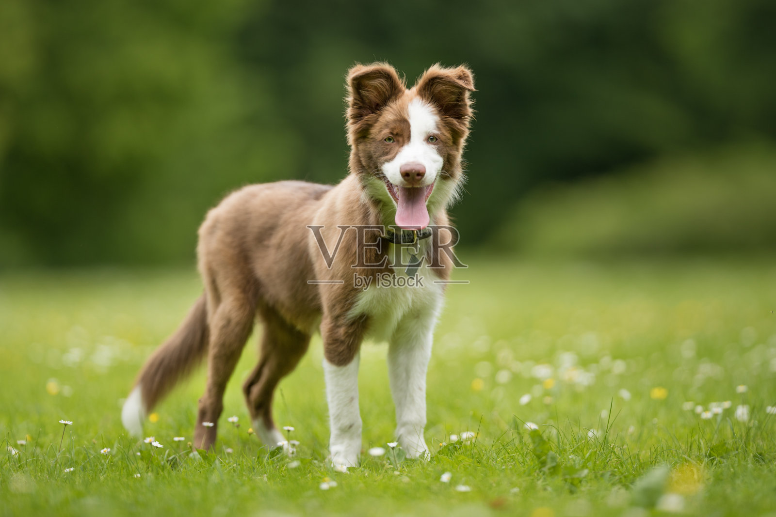 漂亮的狗照片摄影图片
