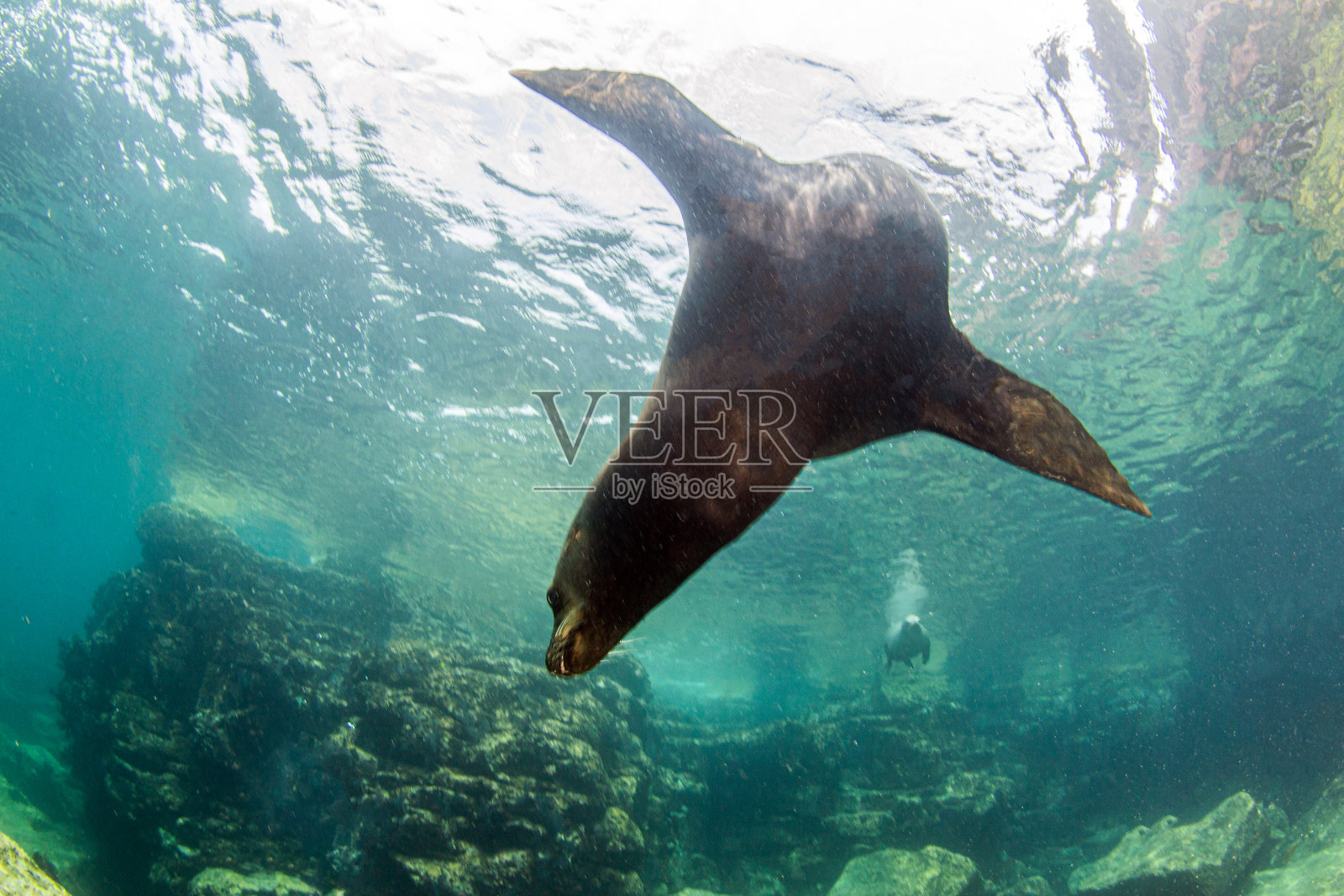 墨西哥拉巴斯附近的海狮照片摄影图片