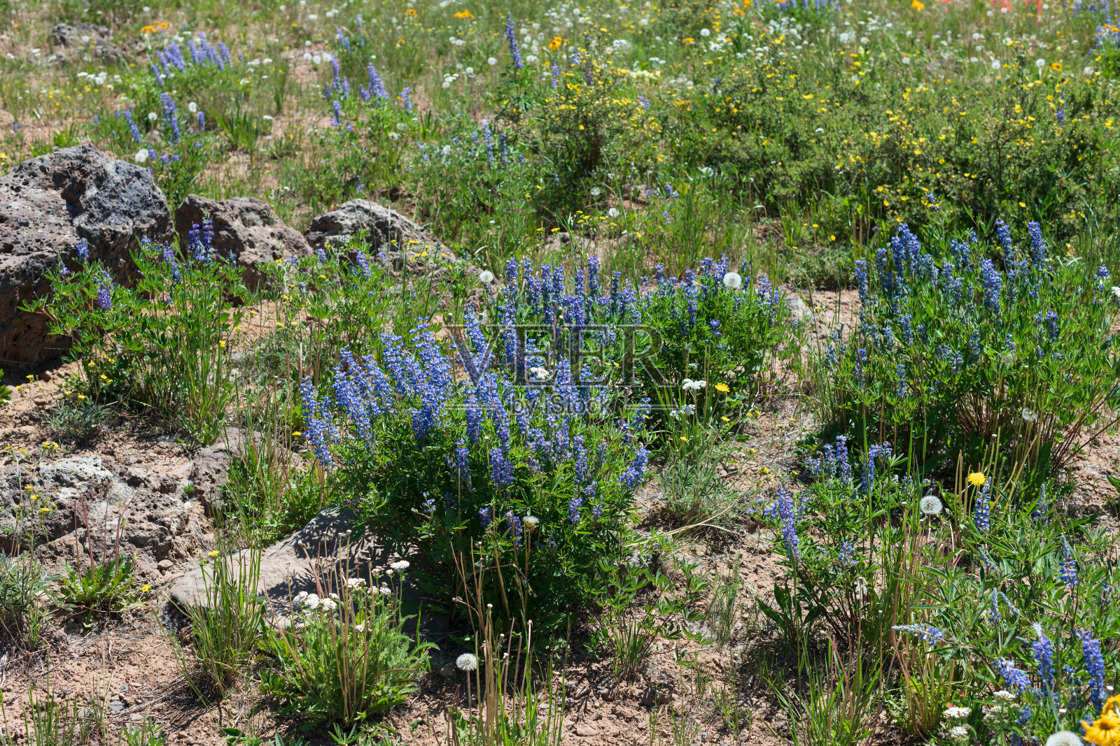 美丽的野花草地照片摄影图片